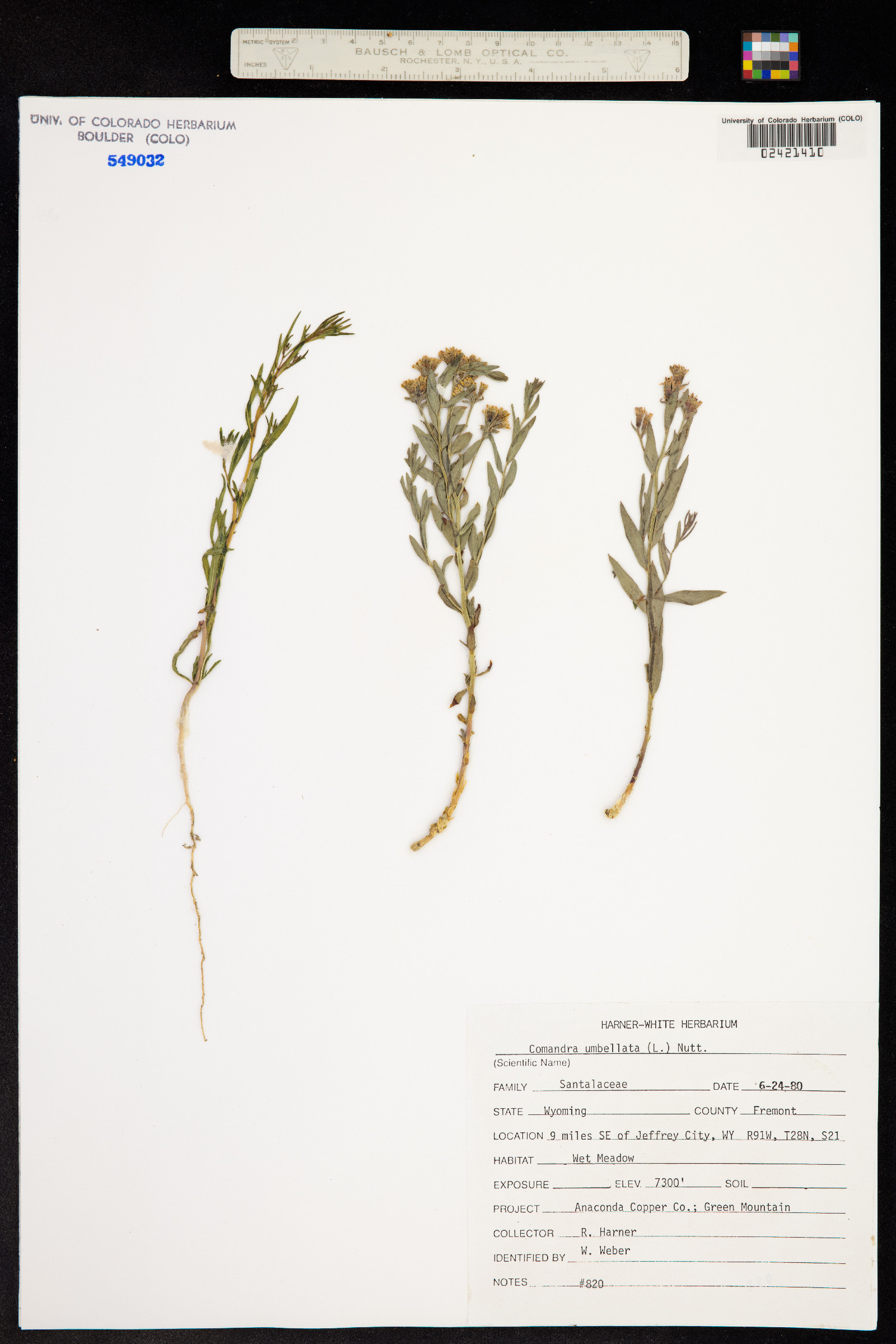 Comandra umbellata image