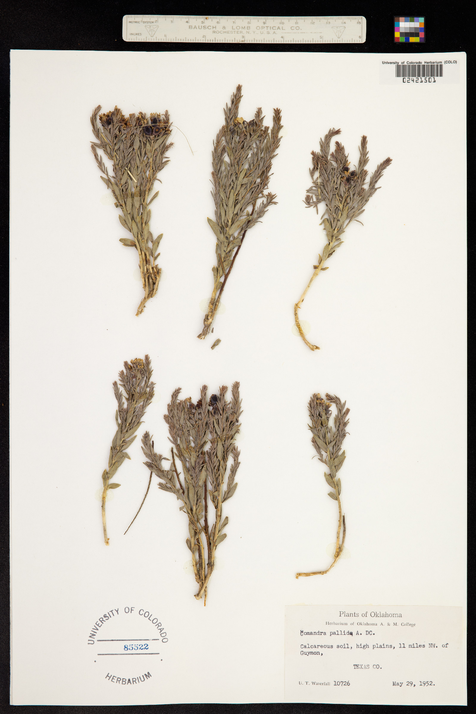 Comandra umbellata image