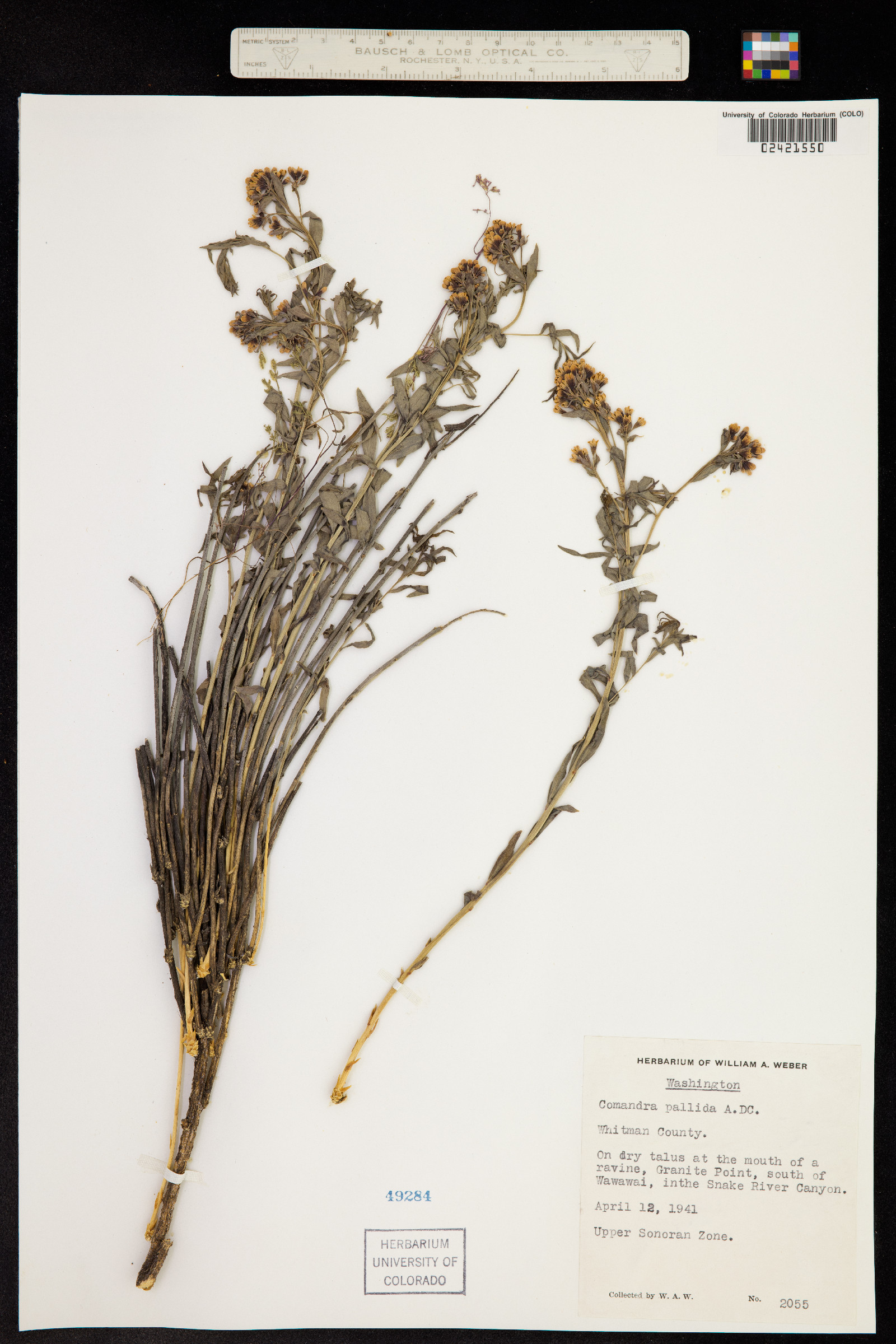 Comandra umbellata image