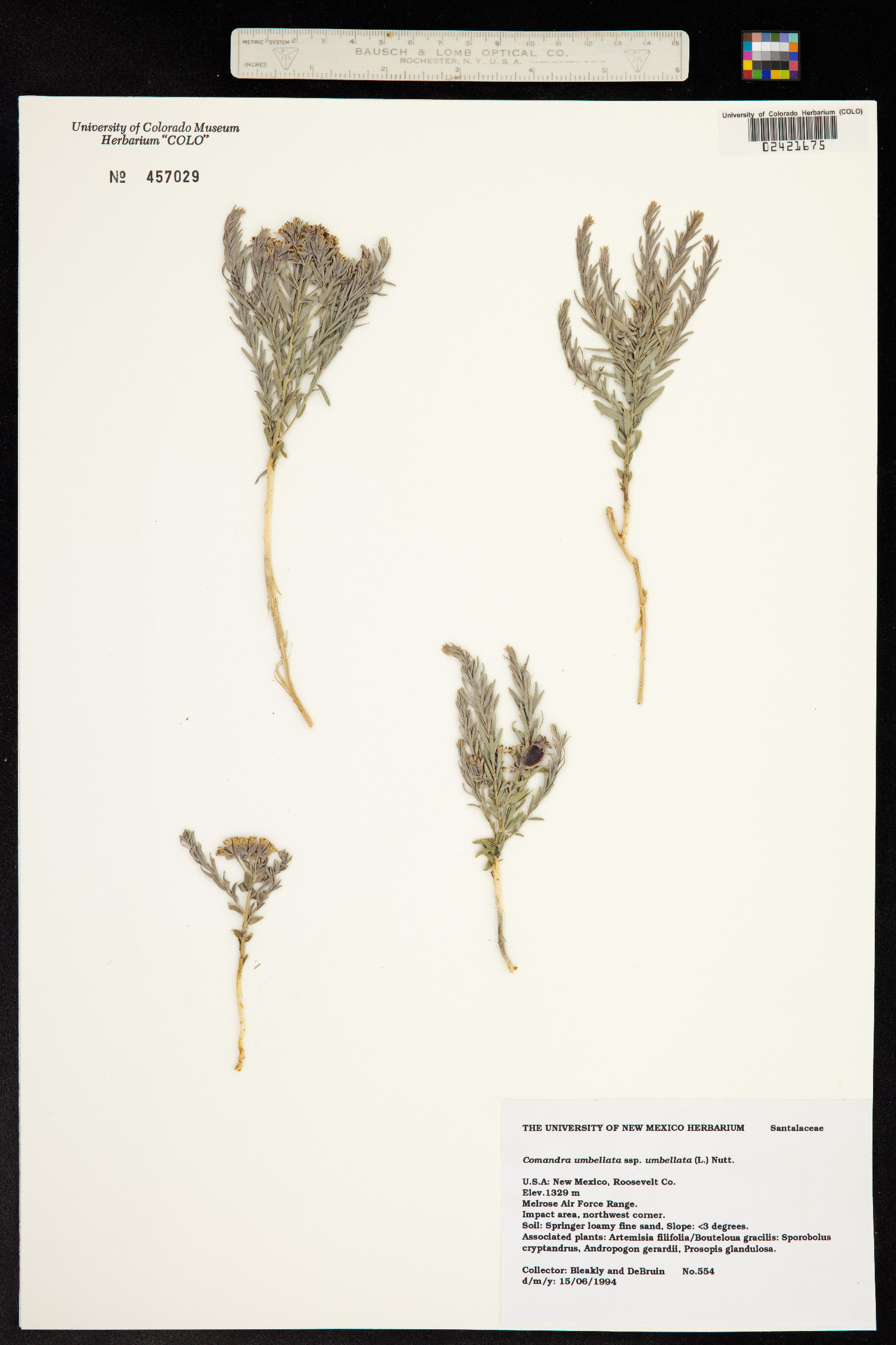 Comandra umbellata image