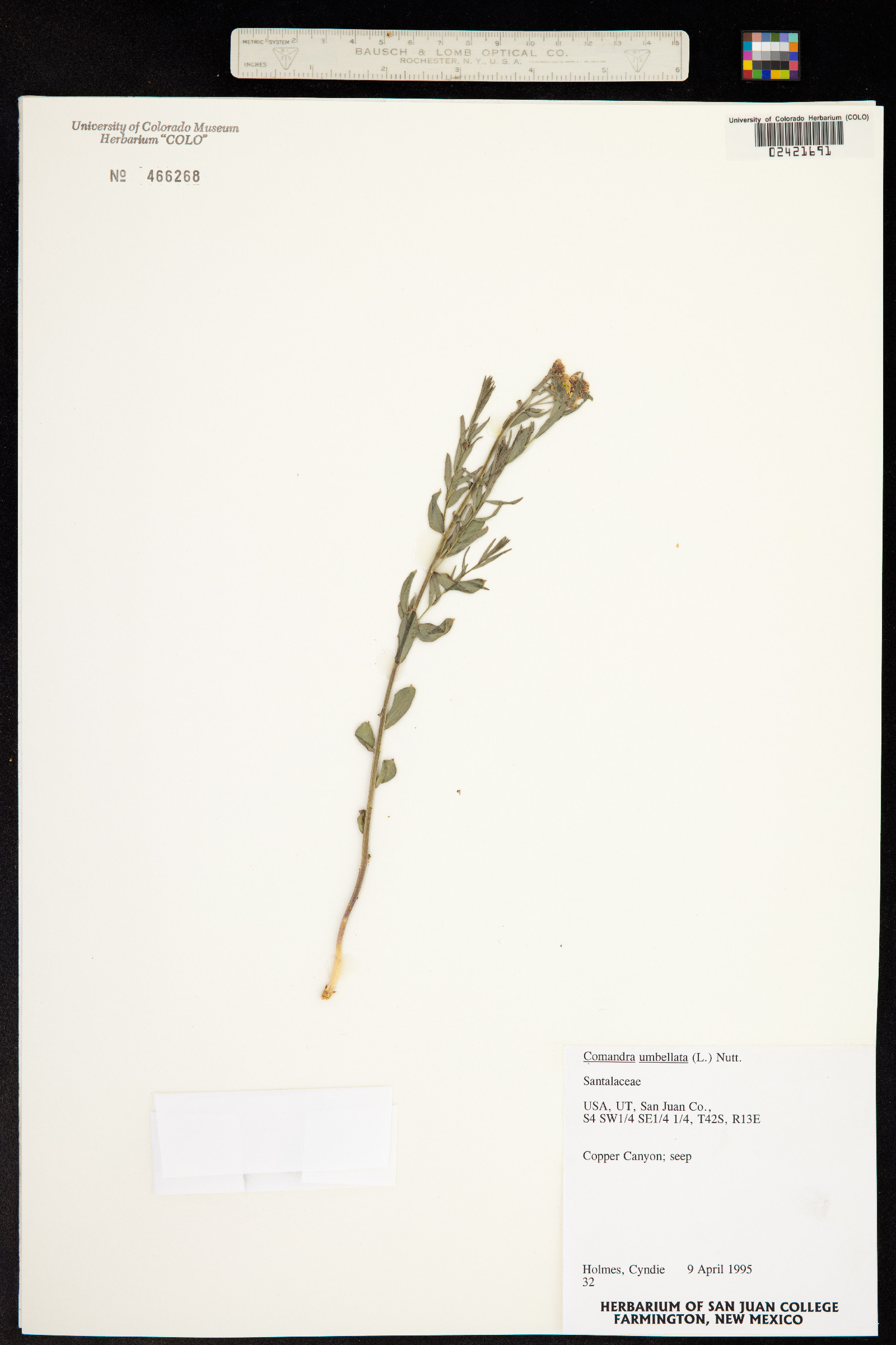 Comandra umbellata image