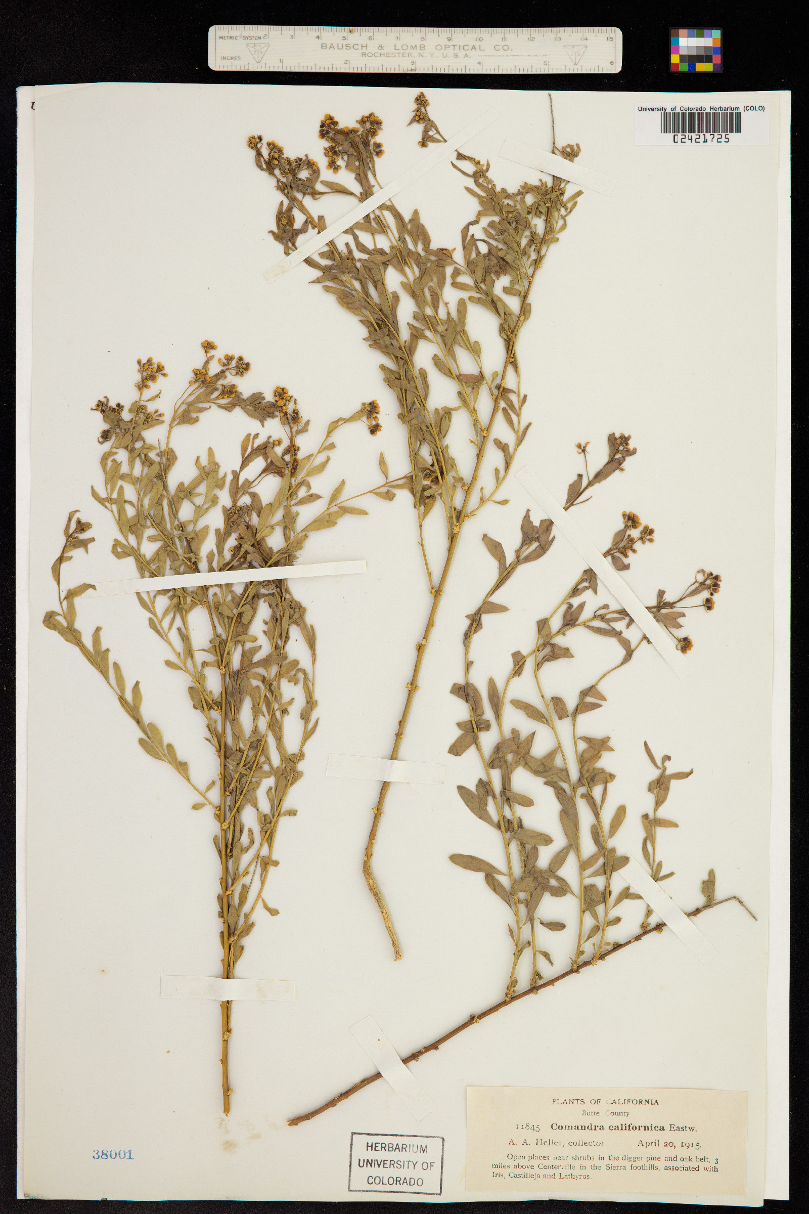 Comandra umbellata ssp. californica image