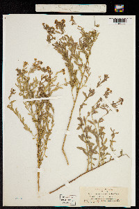Image of Comandra californica