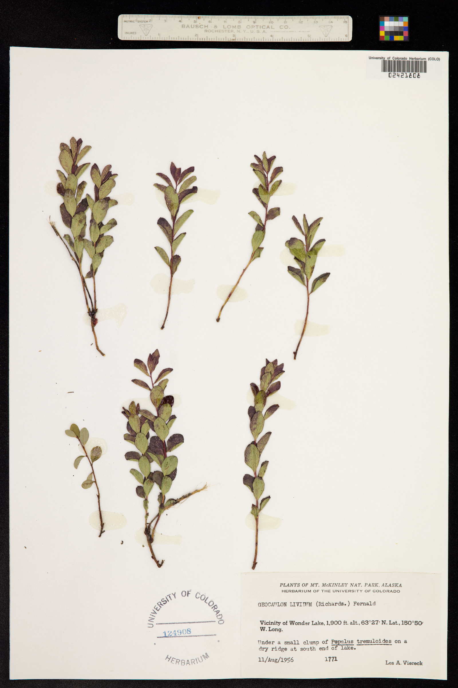 Geocaulon lividum image