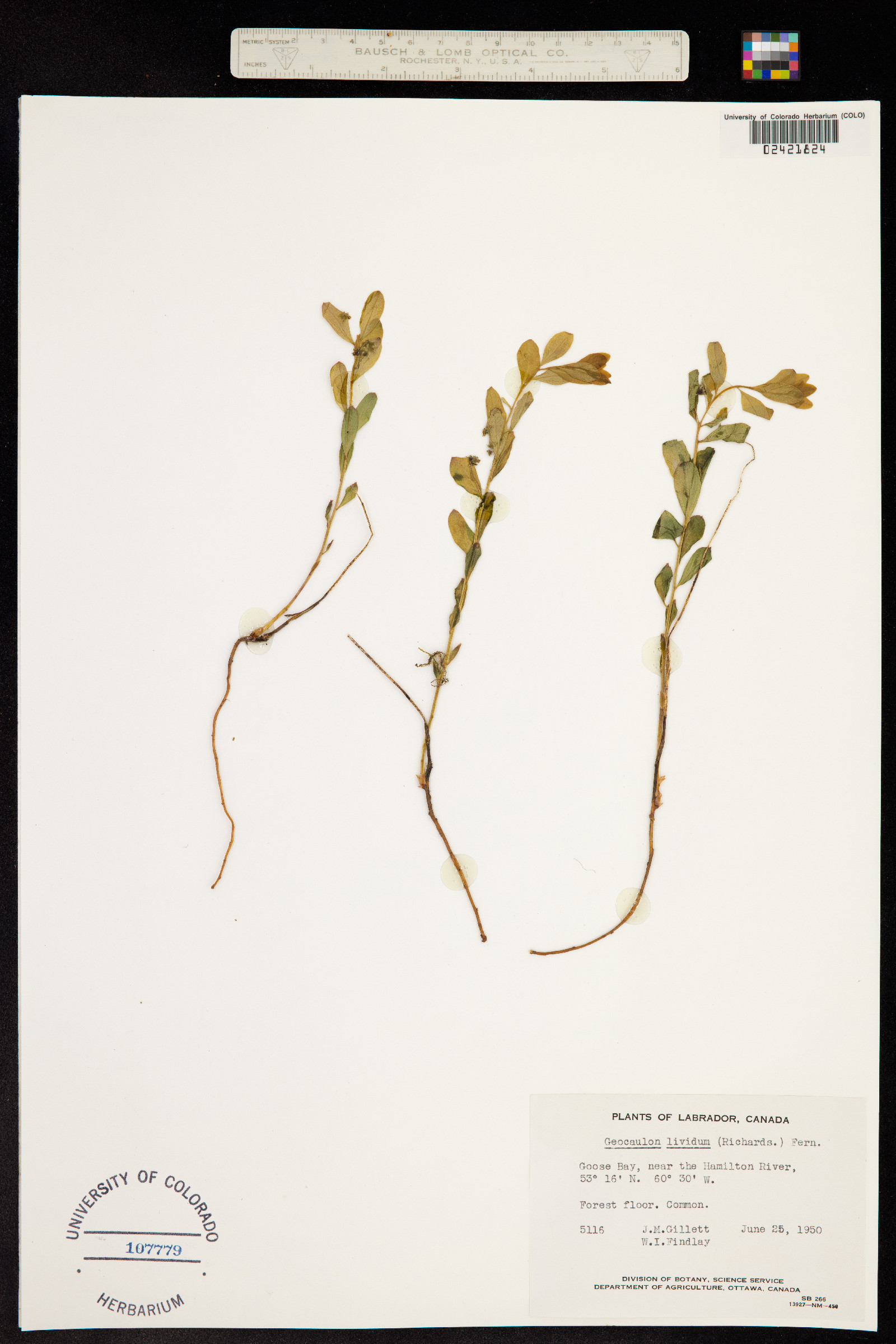 Geocaulon lividum image