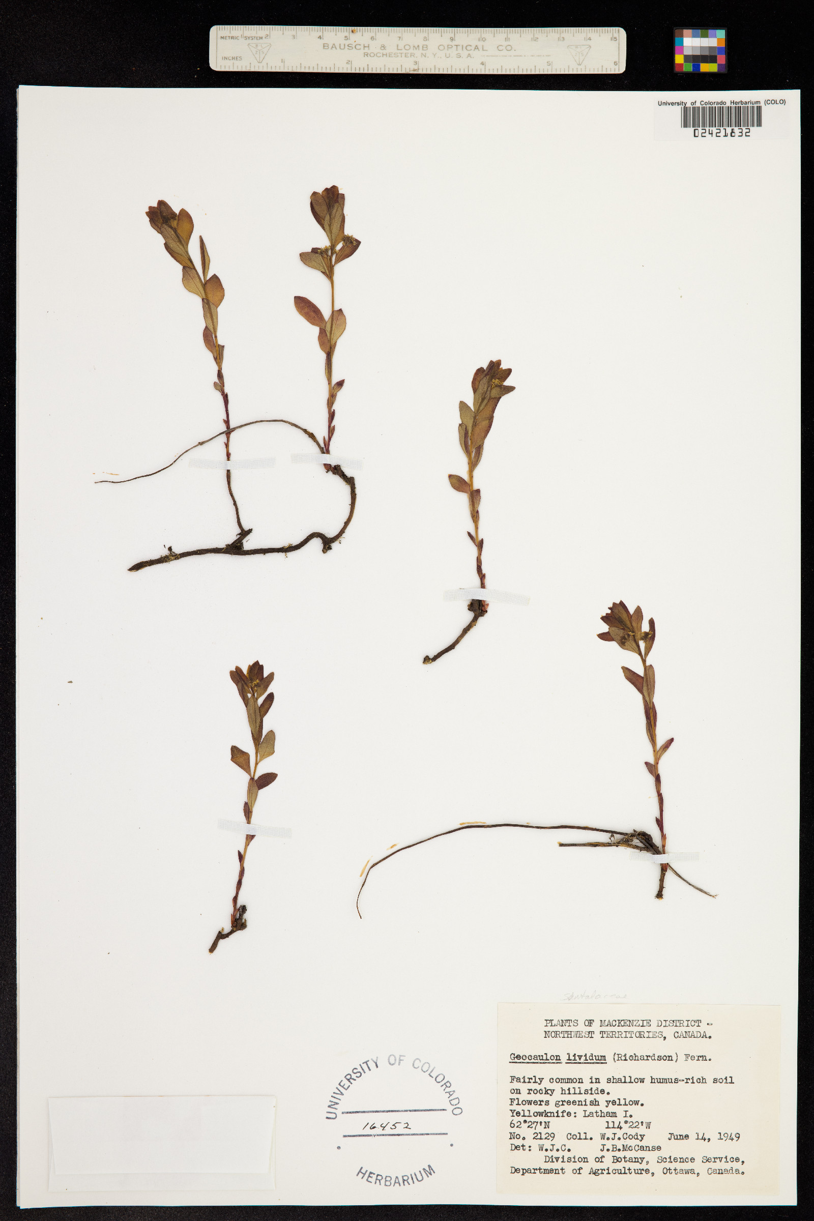 Geocaulon lividum image
