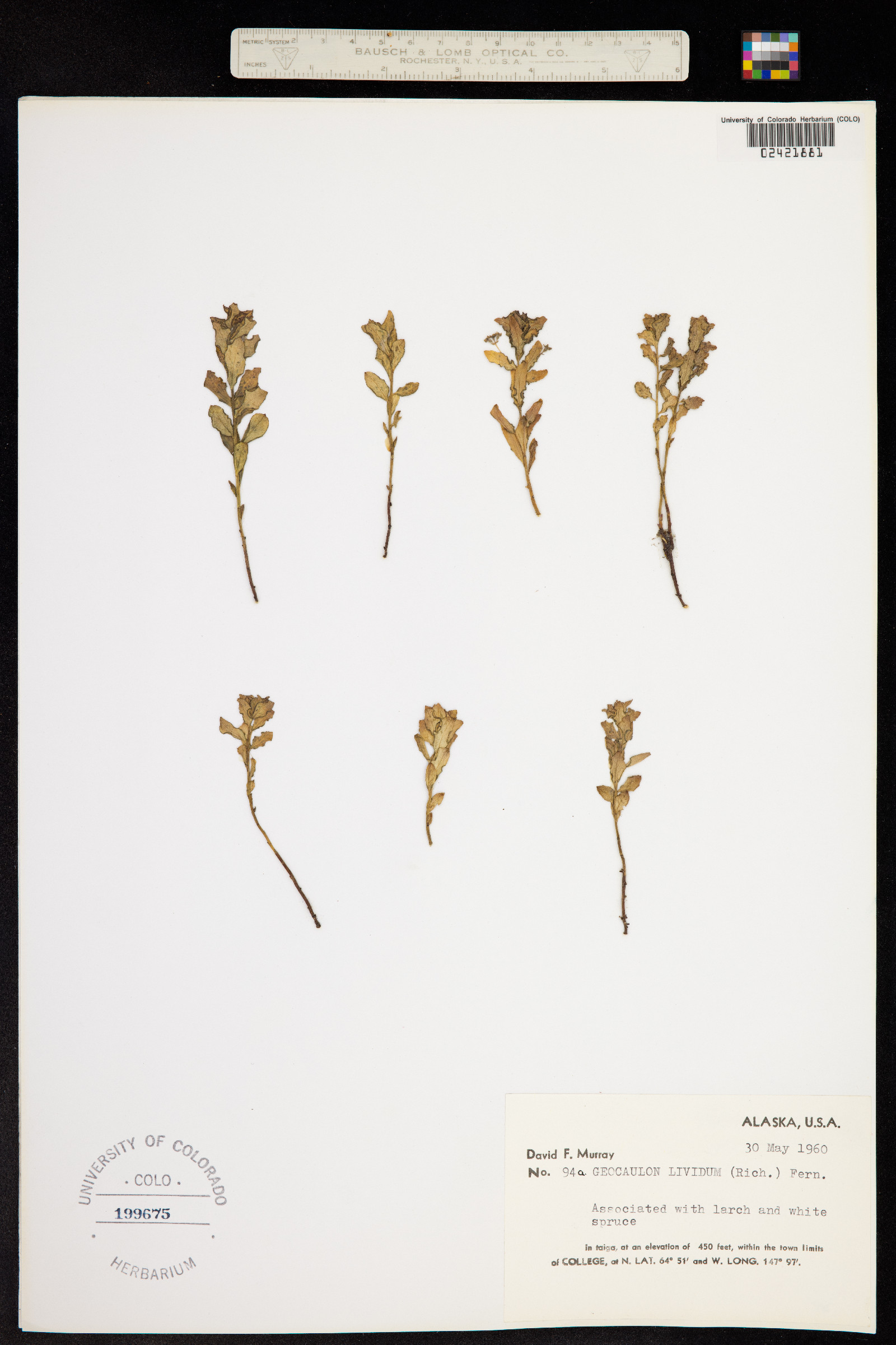 Geocaulon lividum image