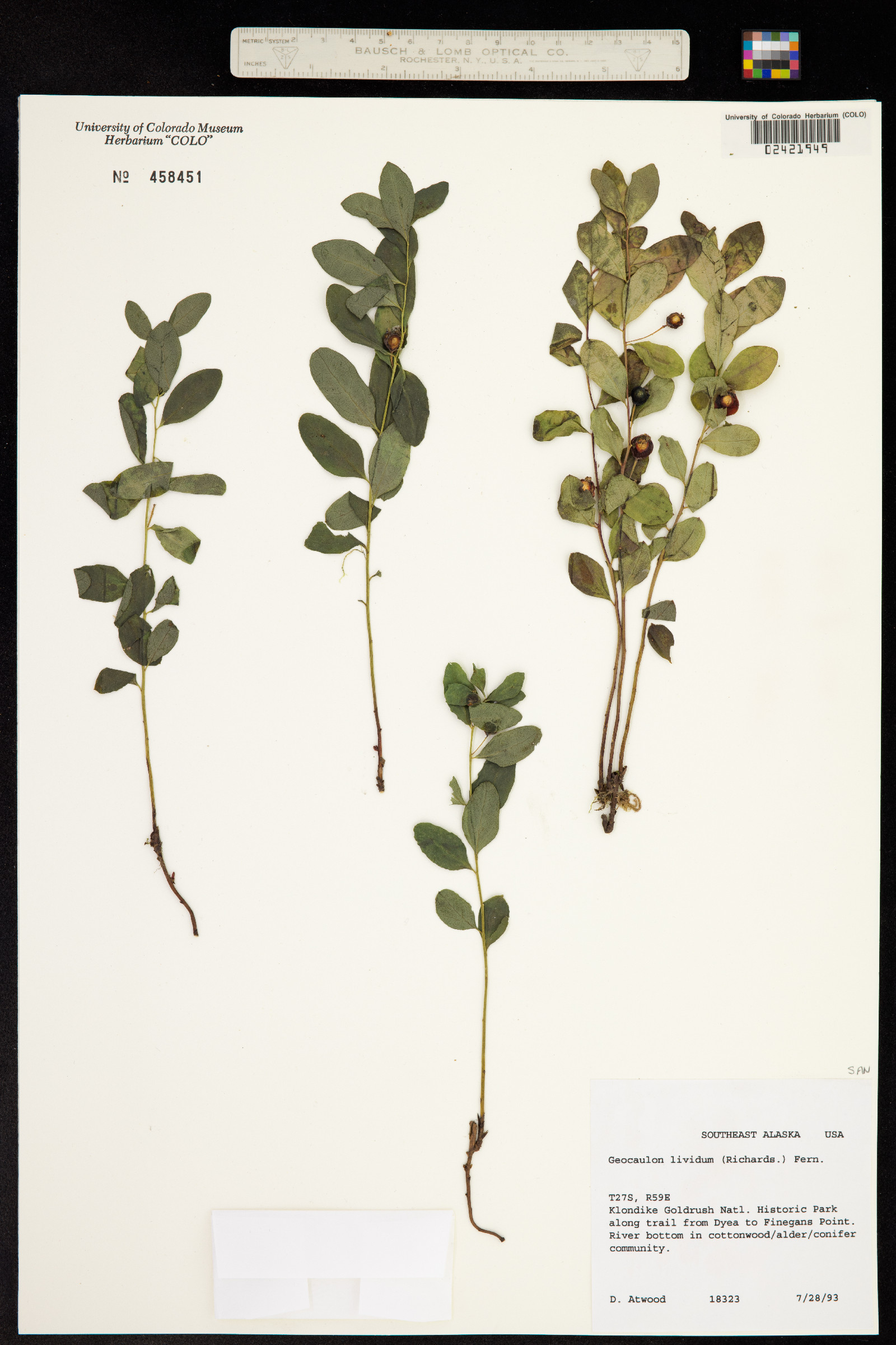 Geocaulon lividum image