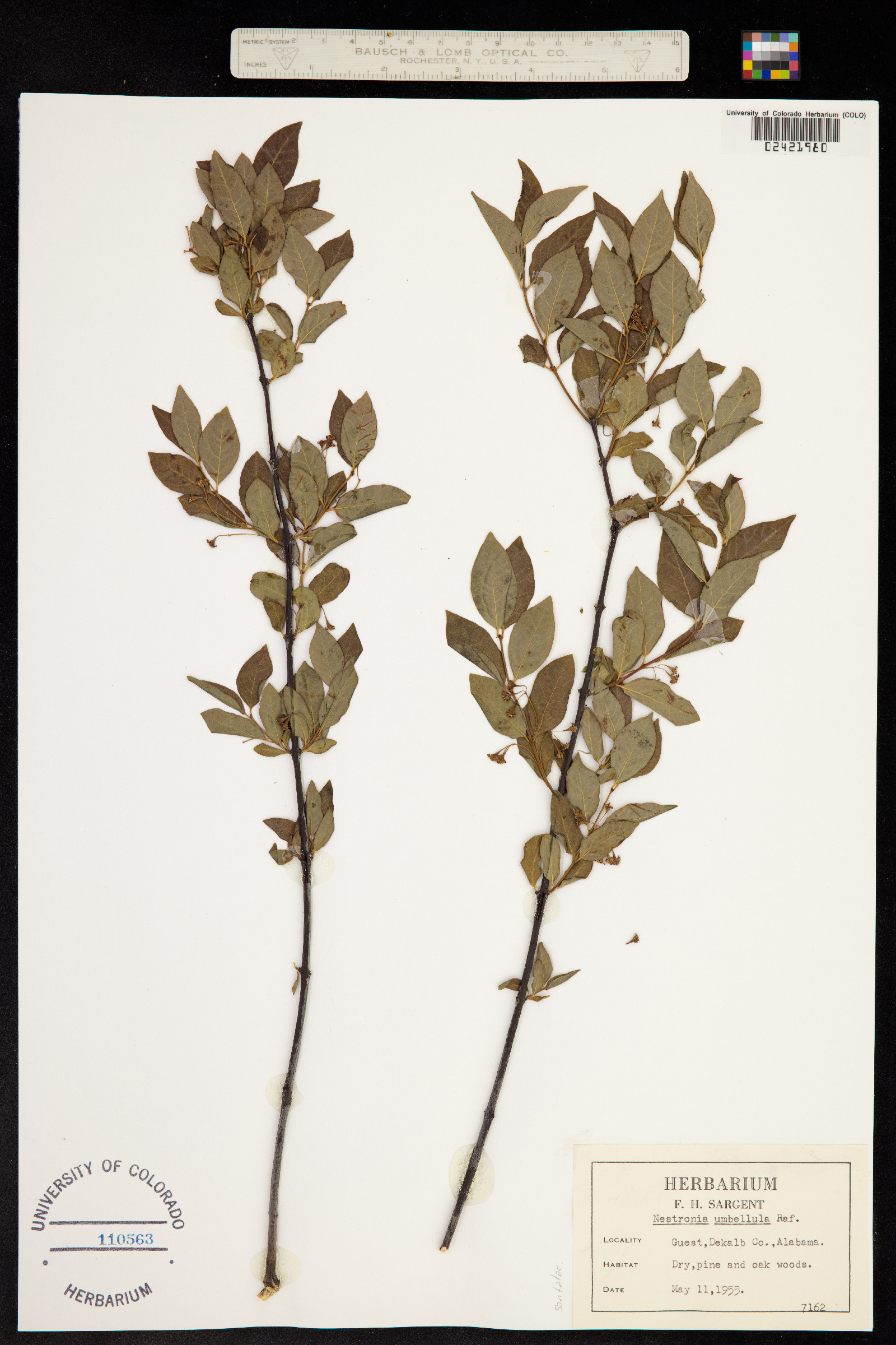 Nestronia umbellulata image
