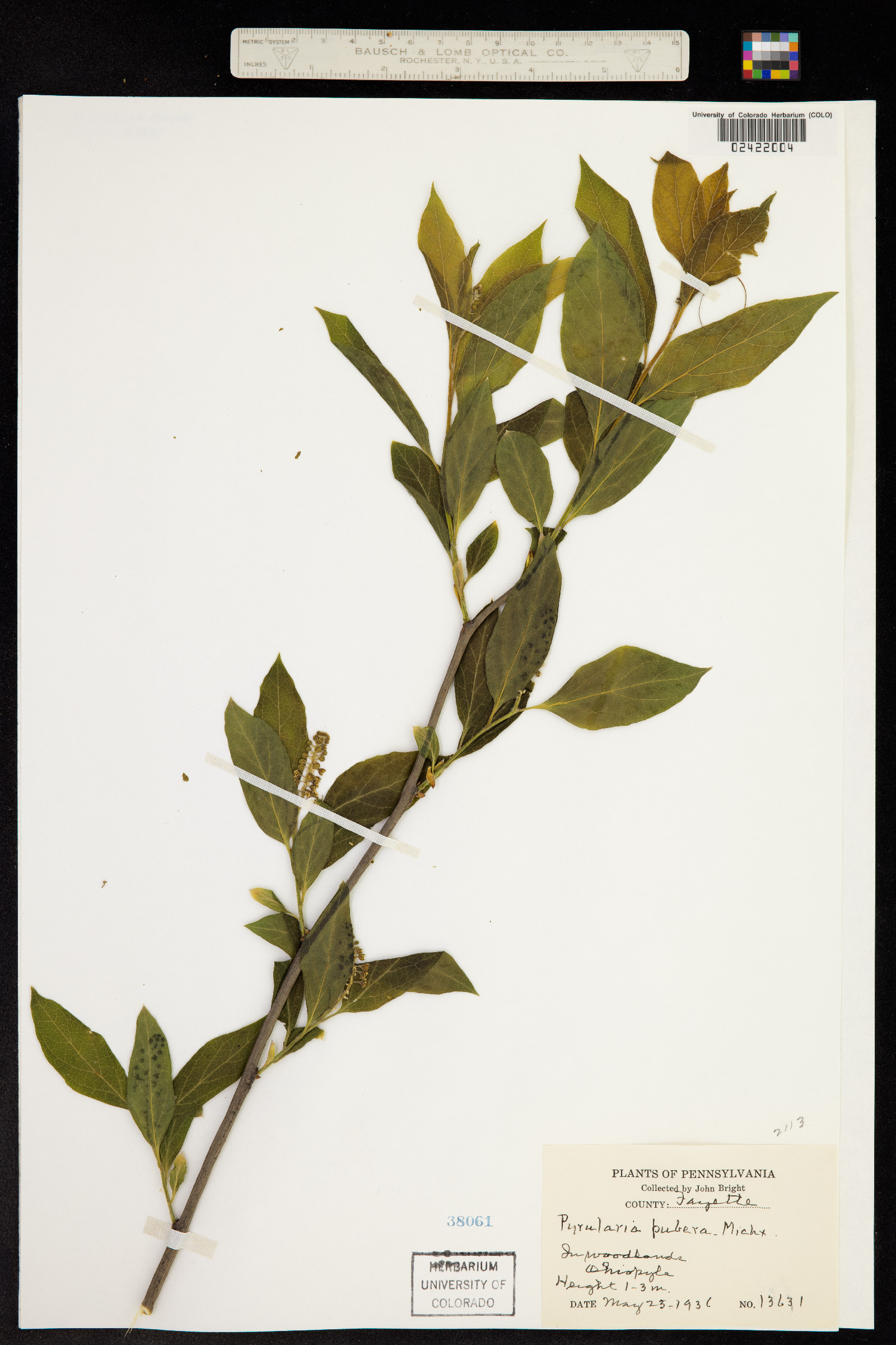 Pyrularia pubera image