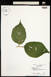 Image of Pyrularia pubera