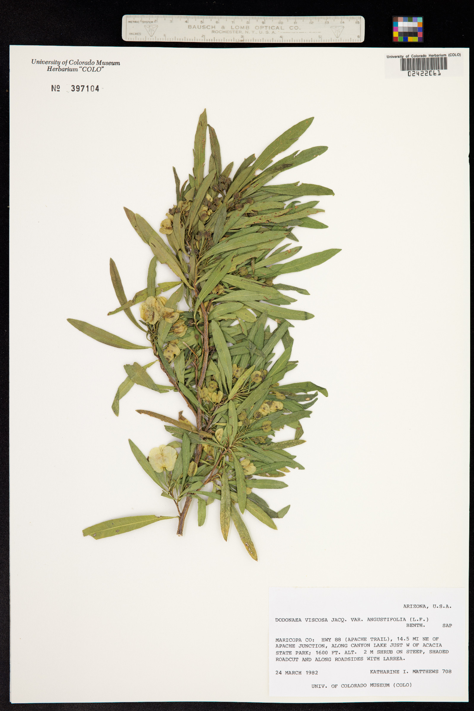 Dodonaea viscosa image