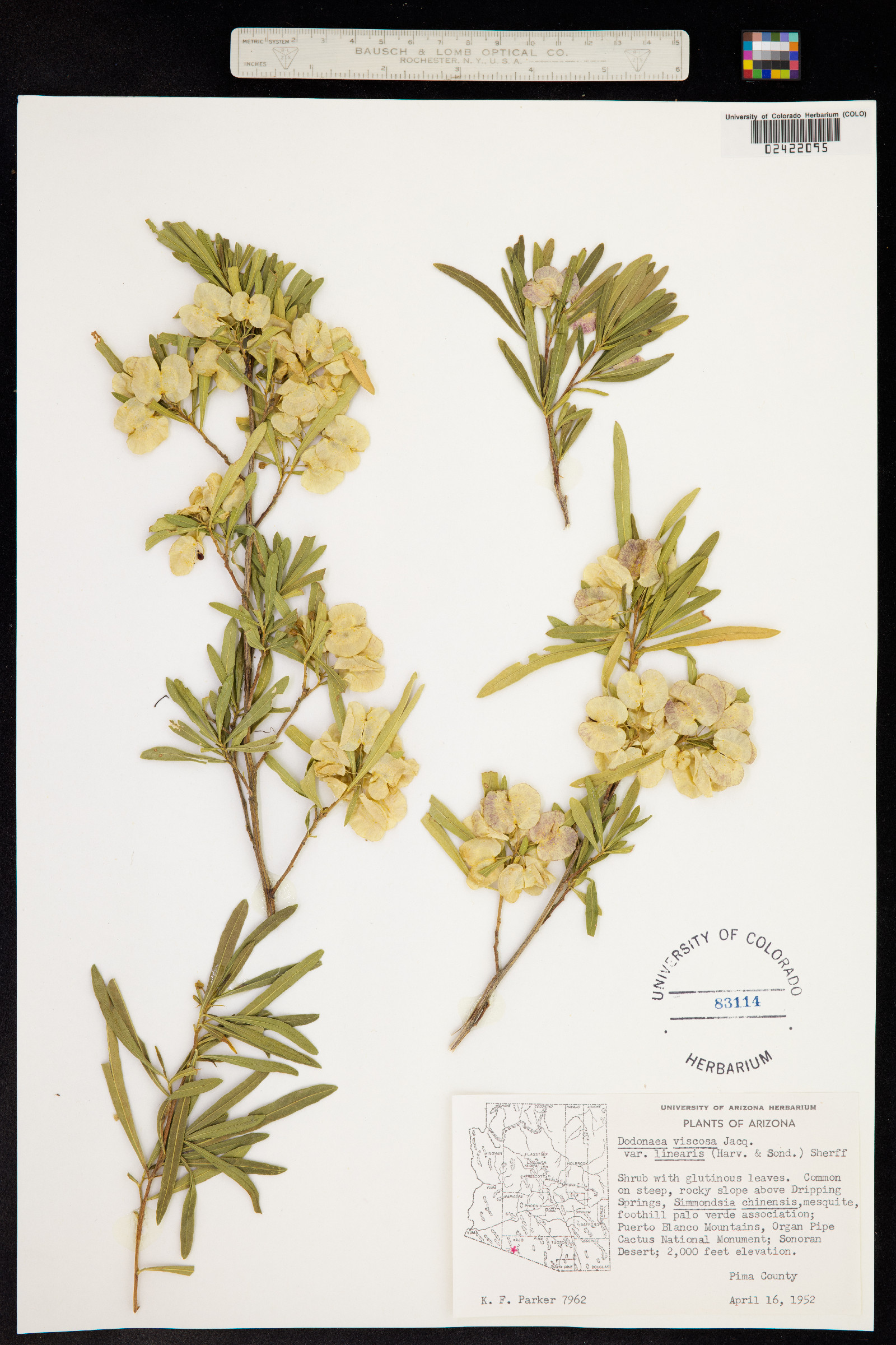 Dodonaea viscosa image