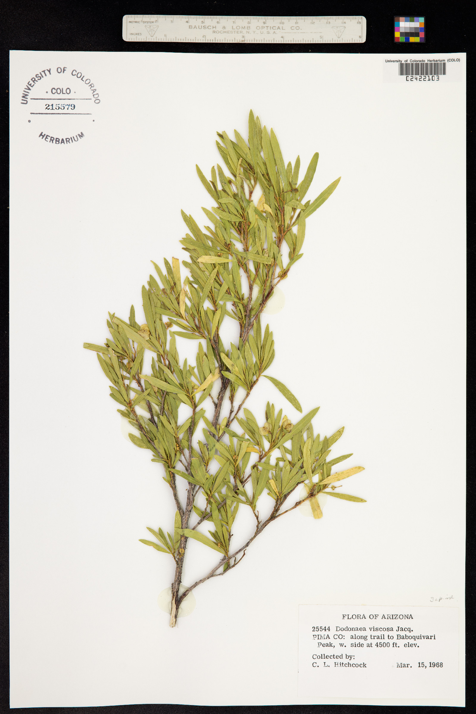 Dodonaea viscosa image