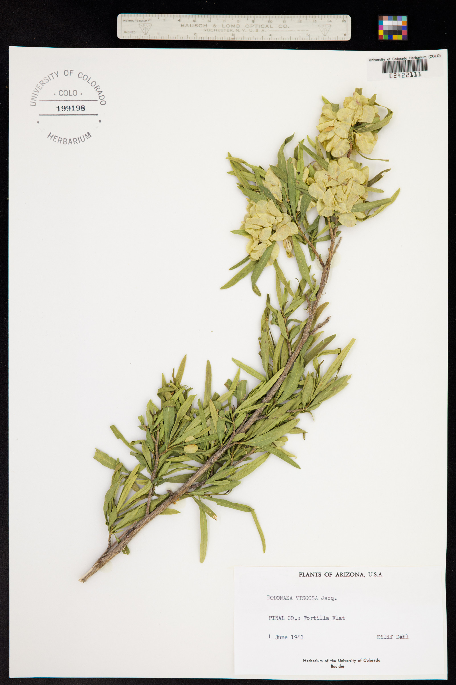 Dodonaea viscosa image