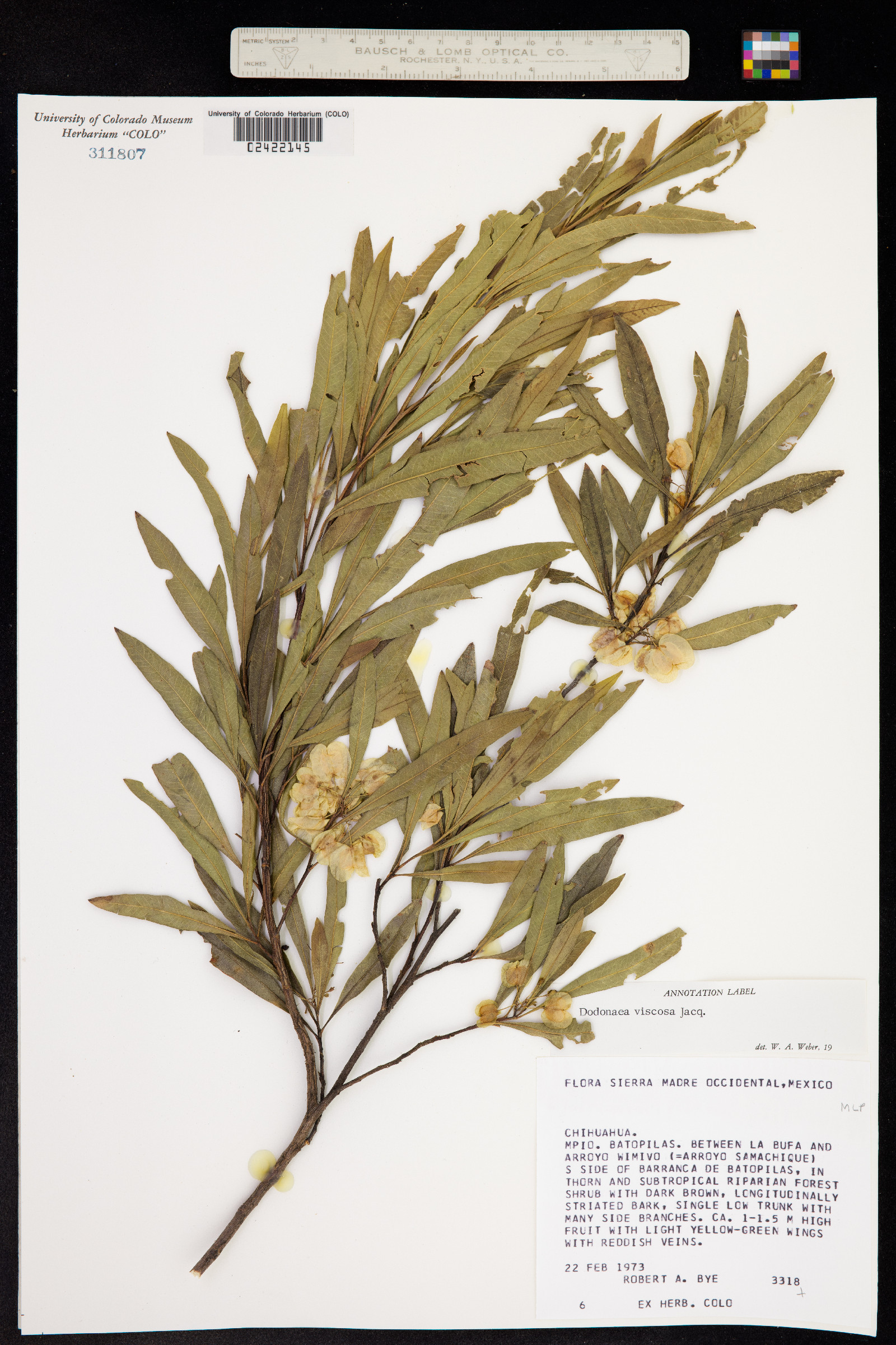 Dodonaea viscosa image