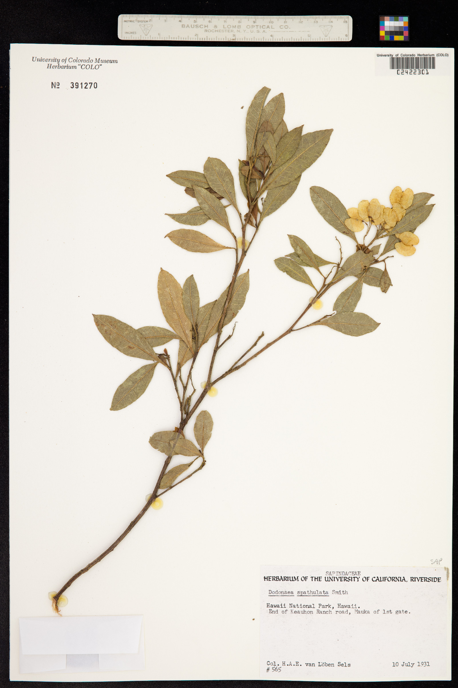 Dodonaea viscosa subsp. spatulata image