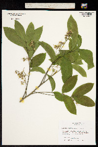 Image of Harpullia arborea