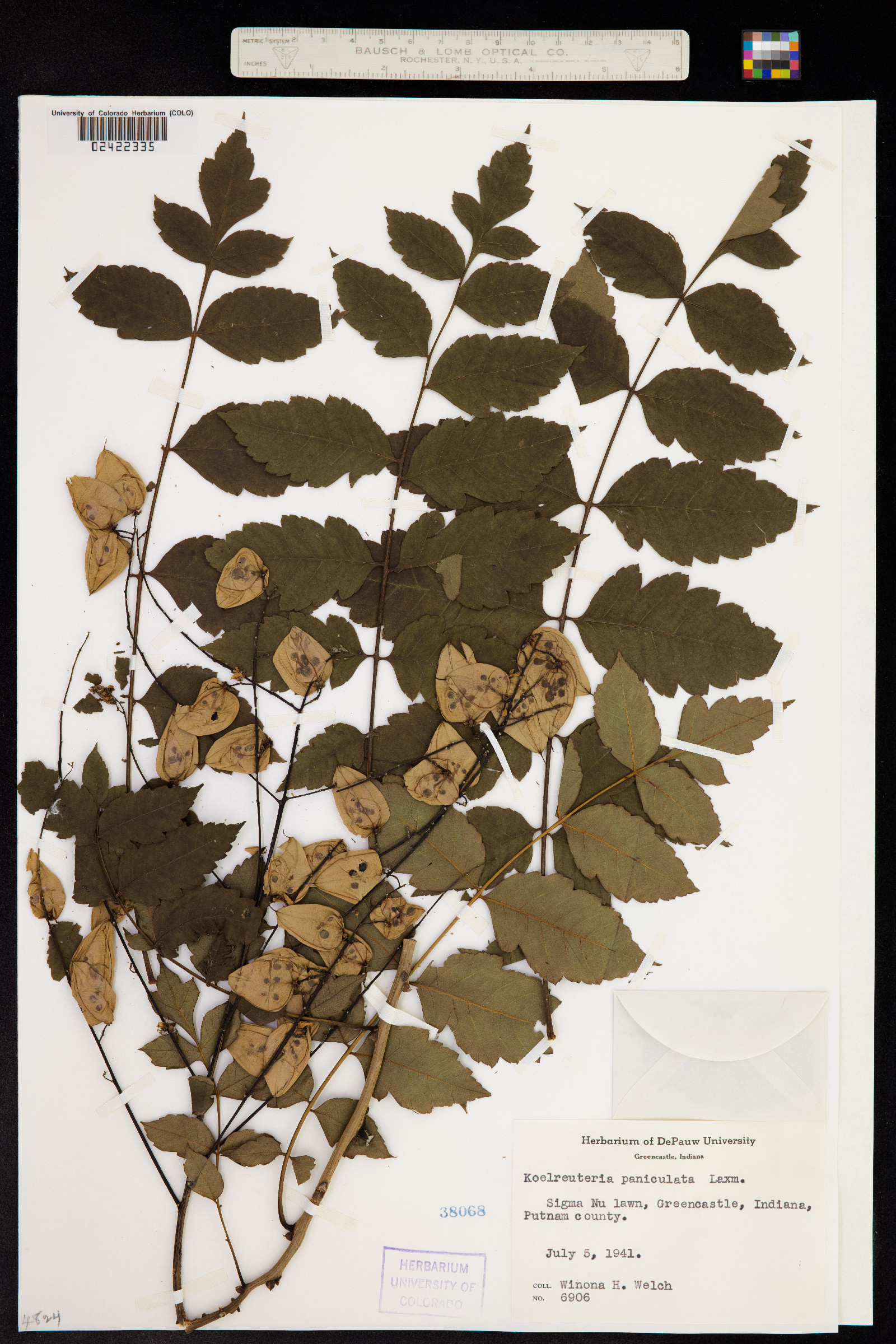 Koelreuteria paniculata image