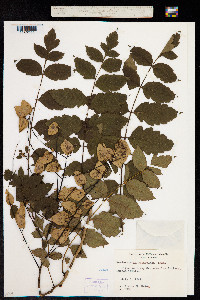 Image of Koelreuteria paniculata