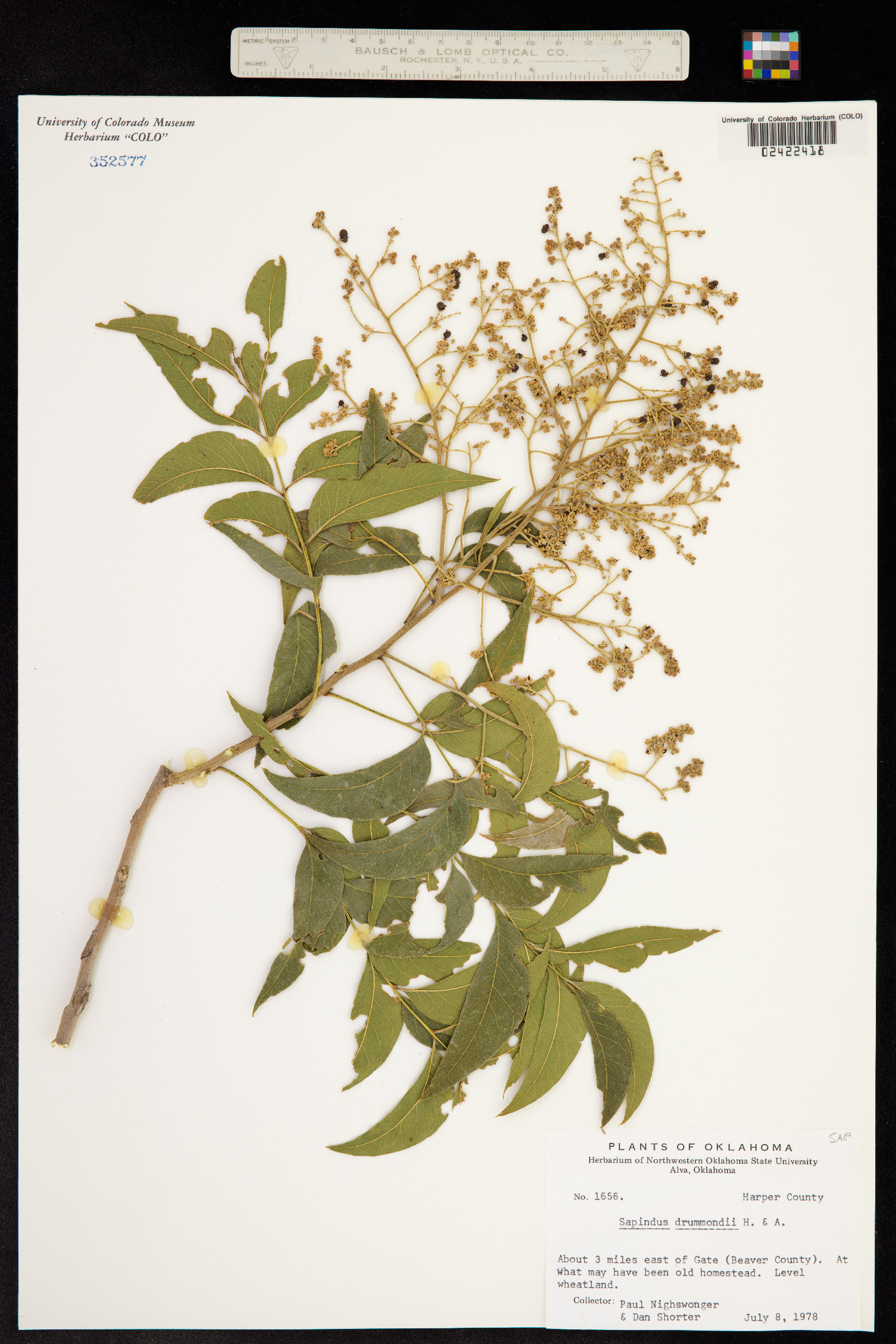 Sapindus saponaria var. drummondii image
