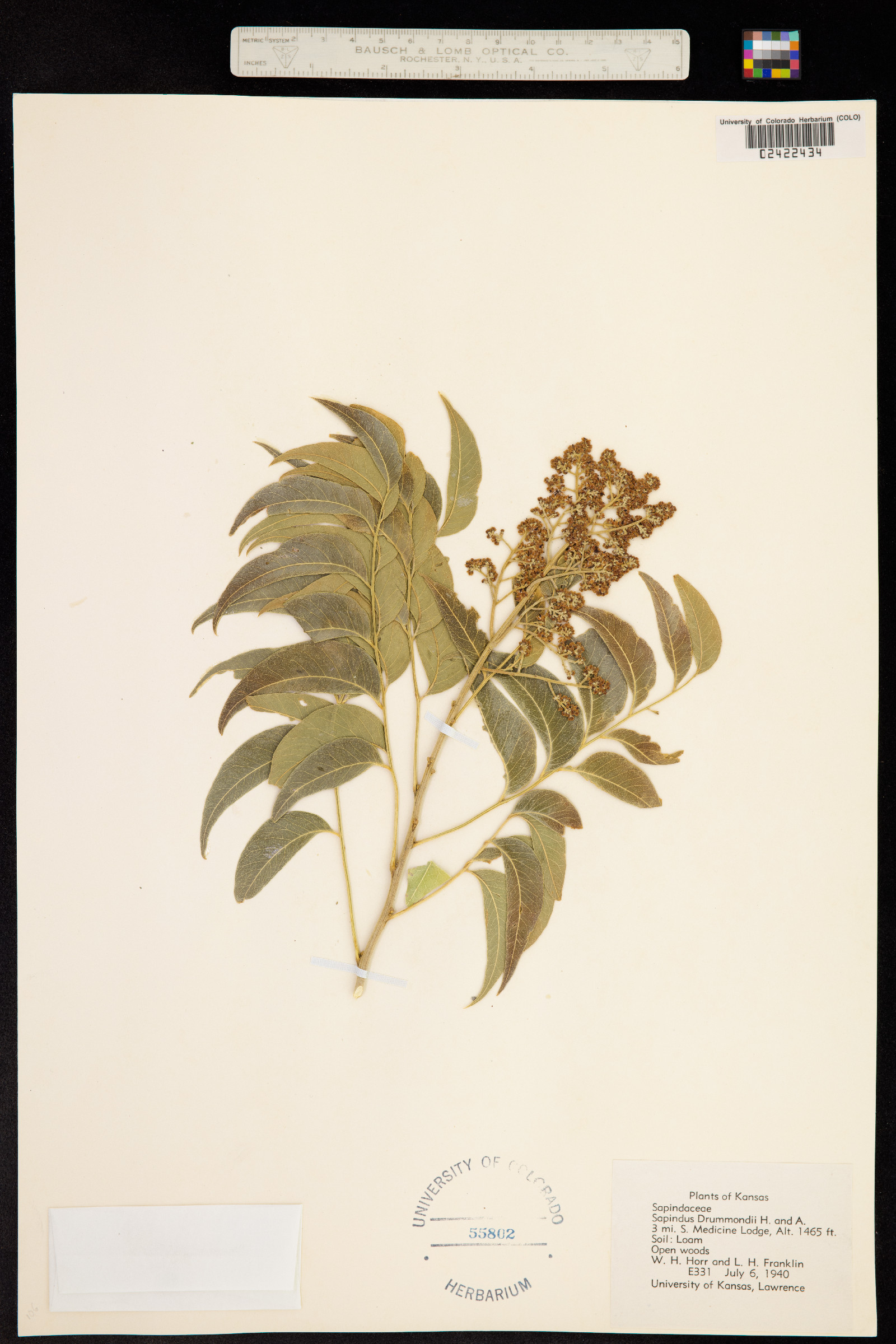 Sapindus image