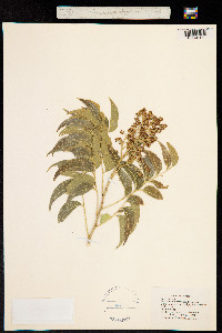 Sapindus saponaria var. drummondii image