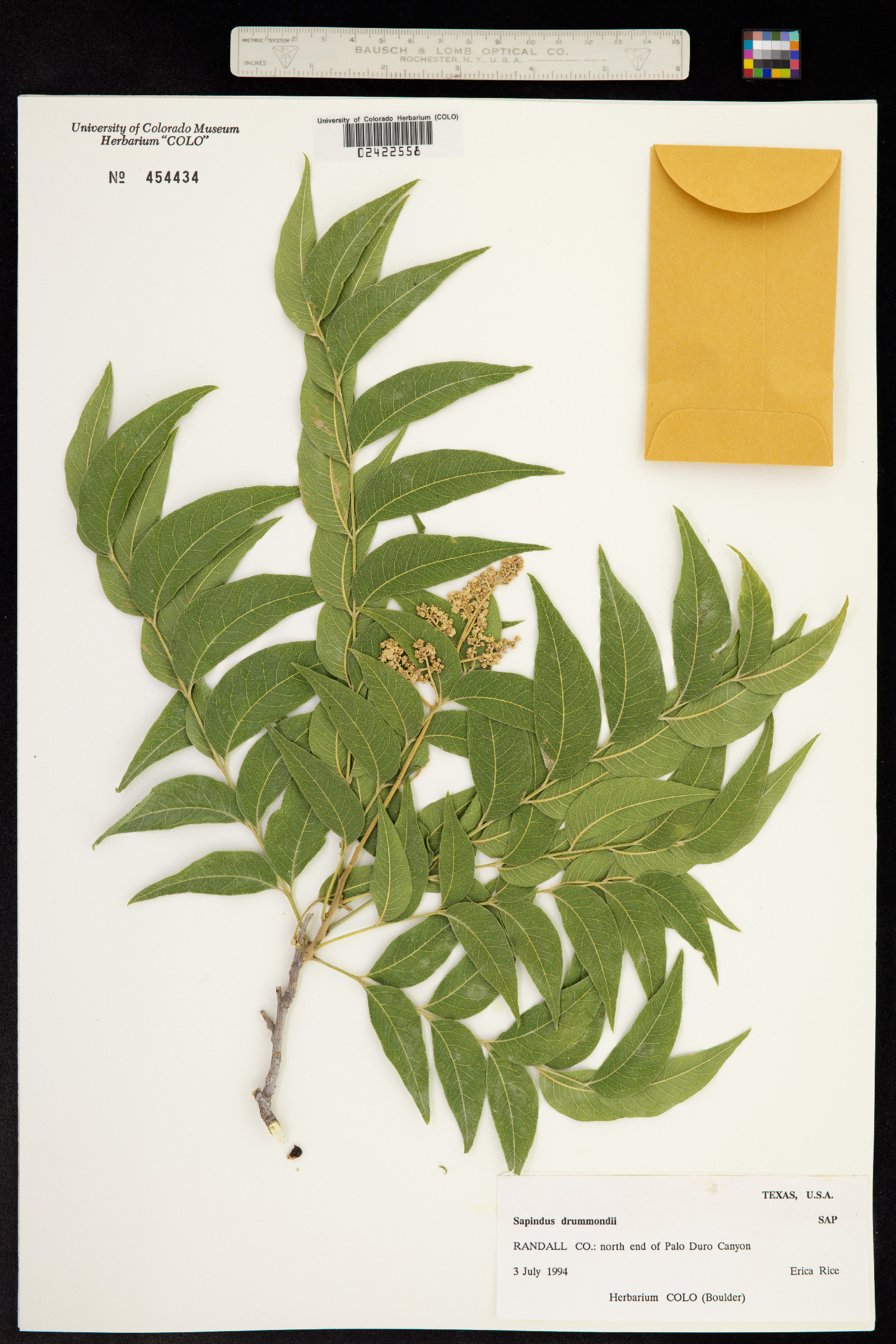 Sapindus saponaria var. drummondii image