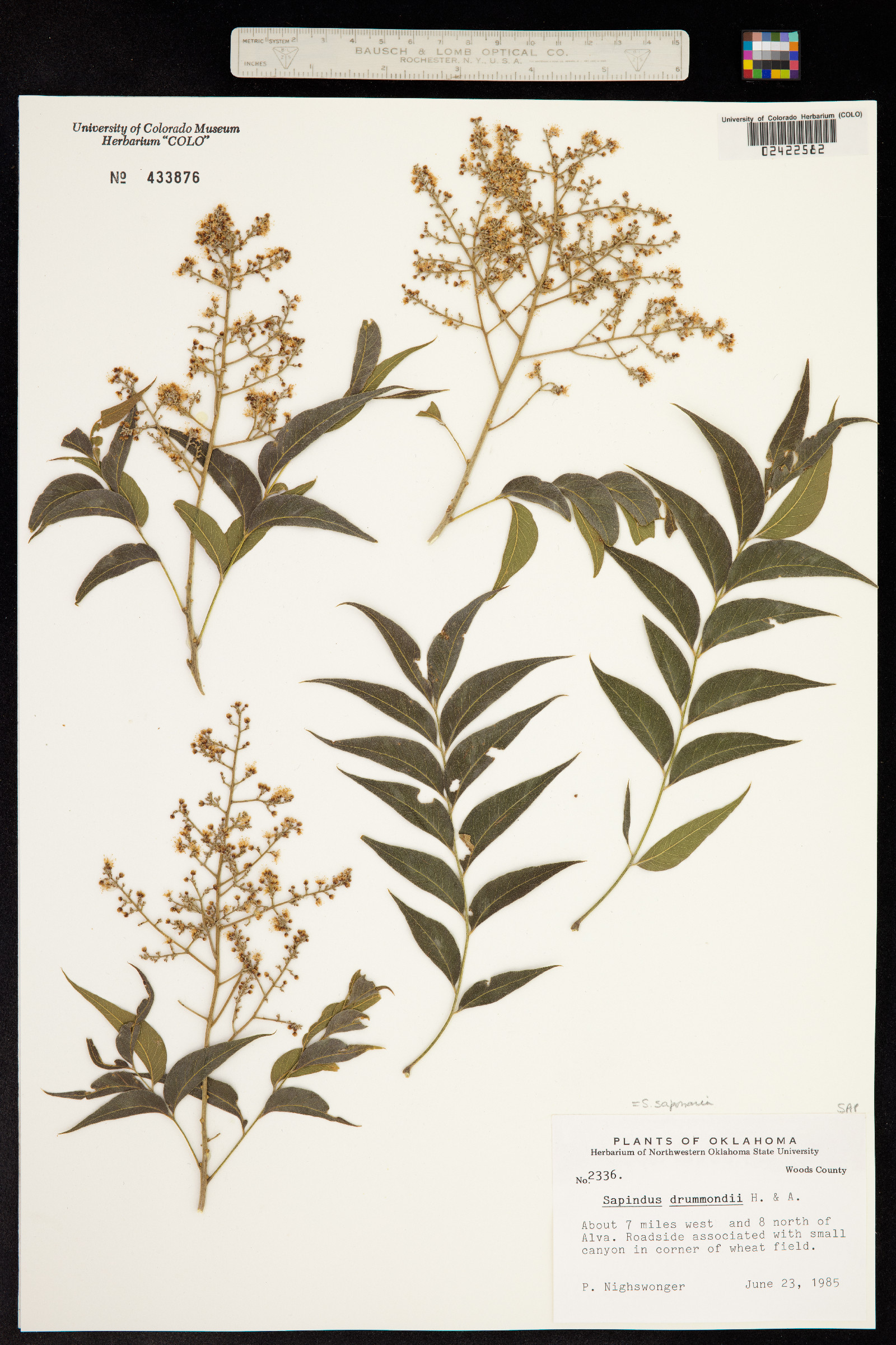 Sapindus saponaria image