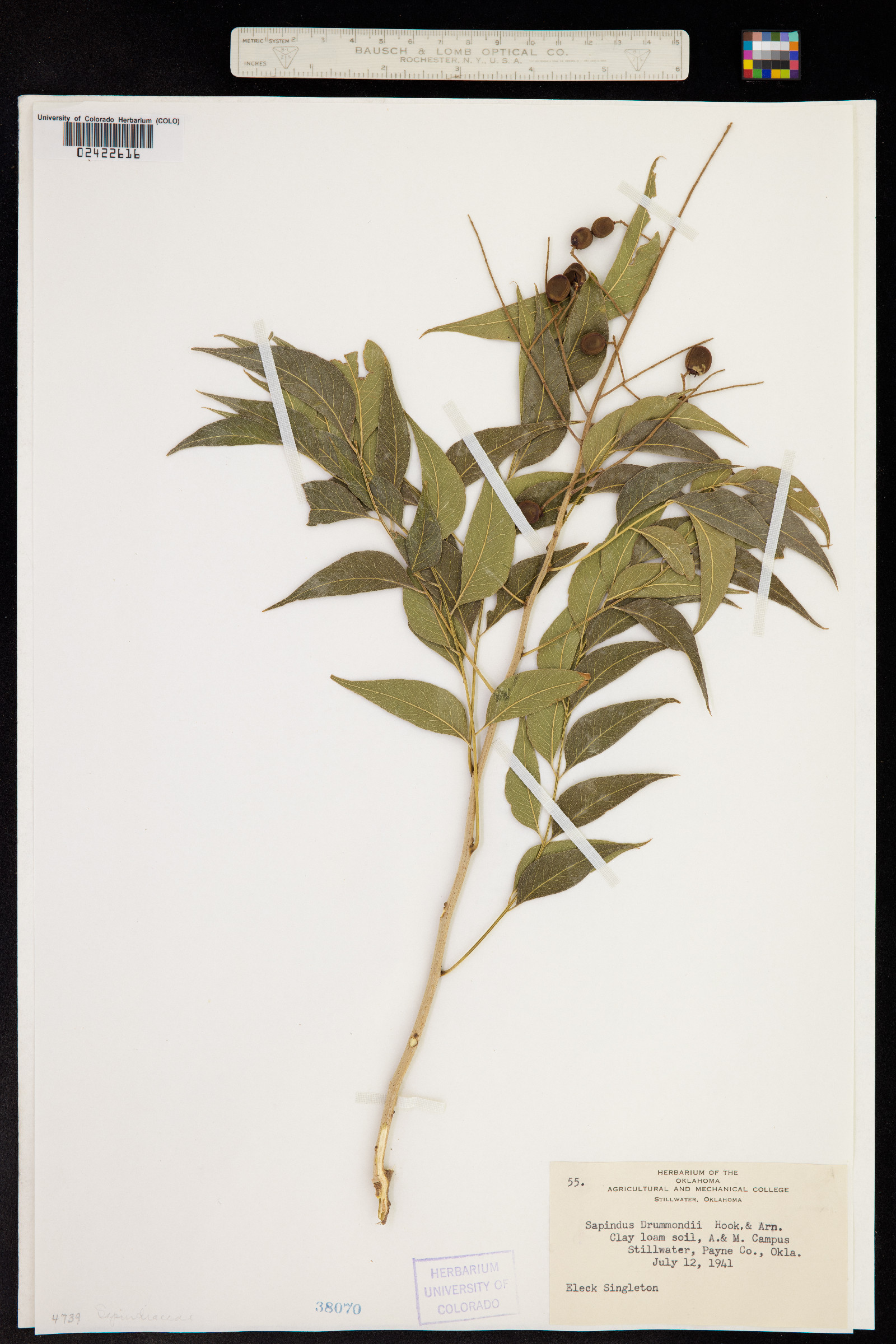 Sapindus saponaria var. drummondii image