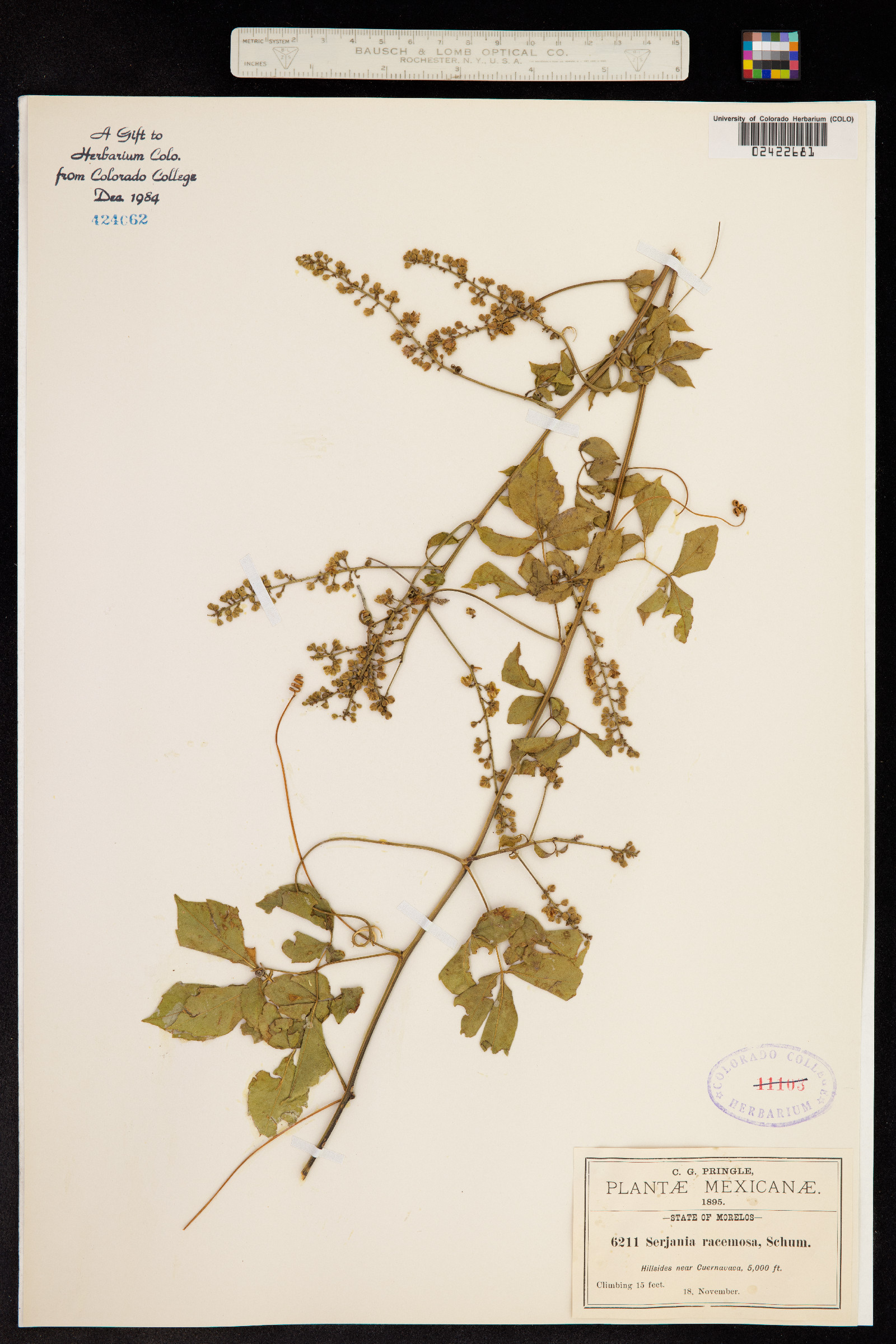 Serjania racemosa image