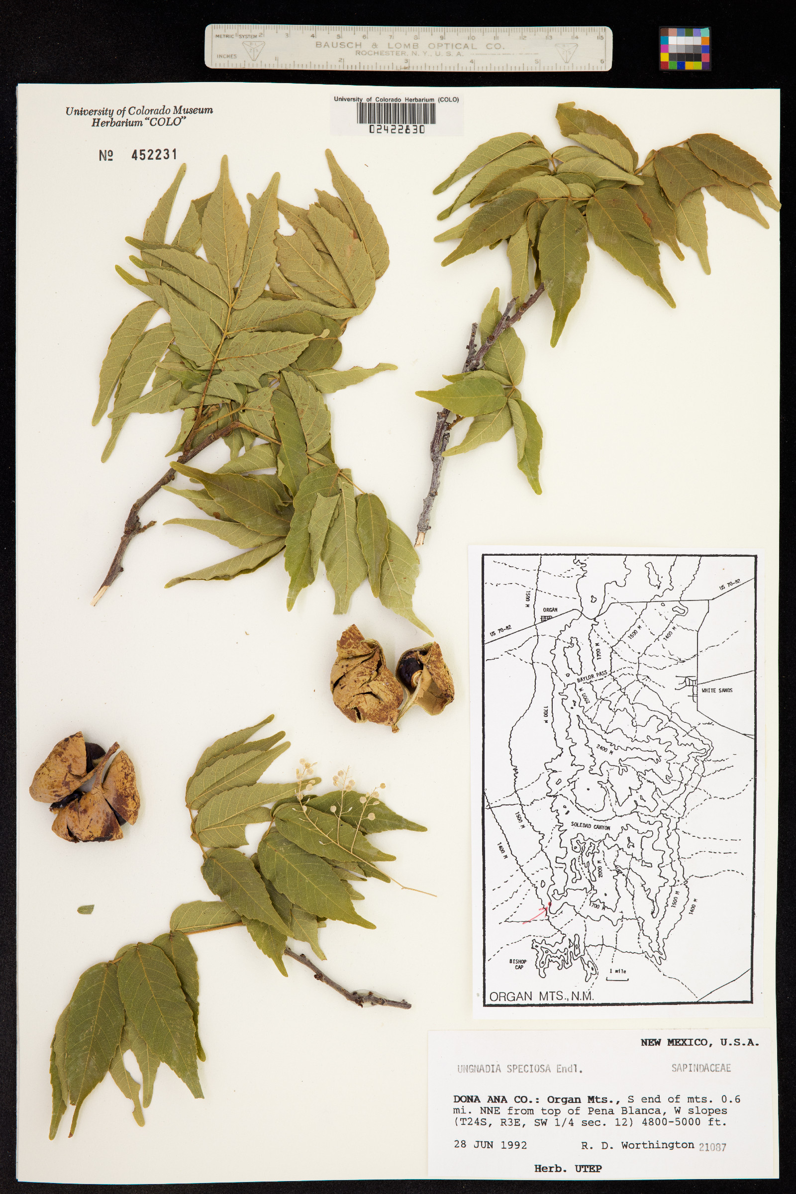 Ungnadia speciosa image