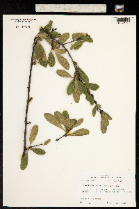Sideroxylon lanuginosum ssp. lanuginosum image