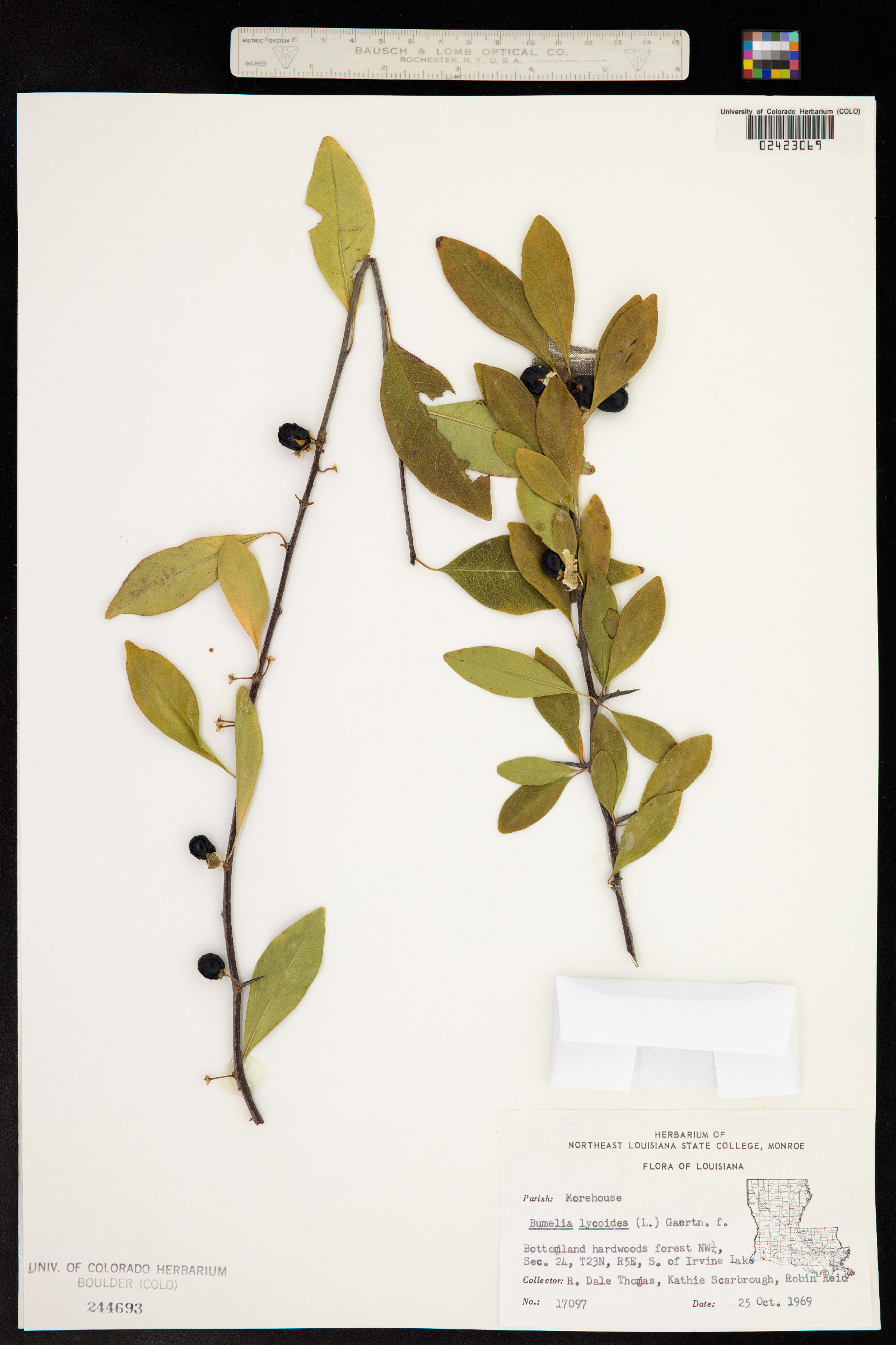 Sideroxylon lycioides image