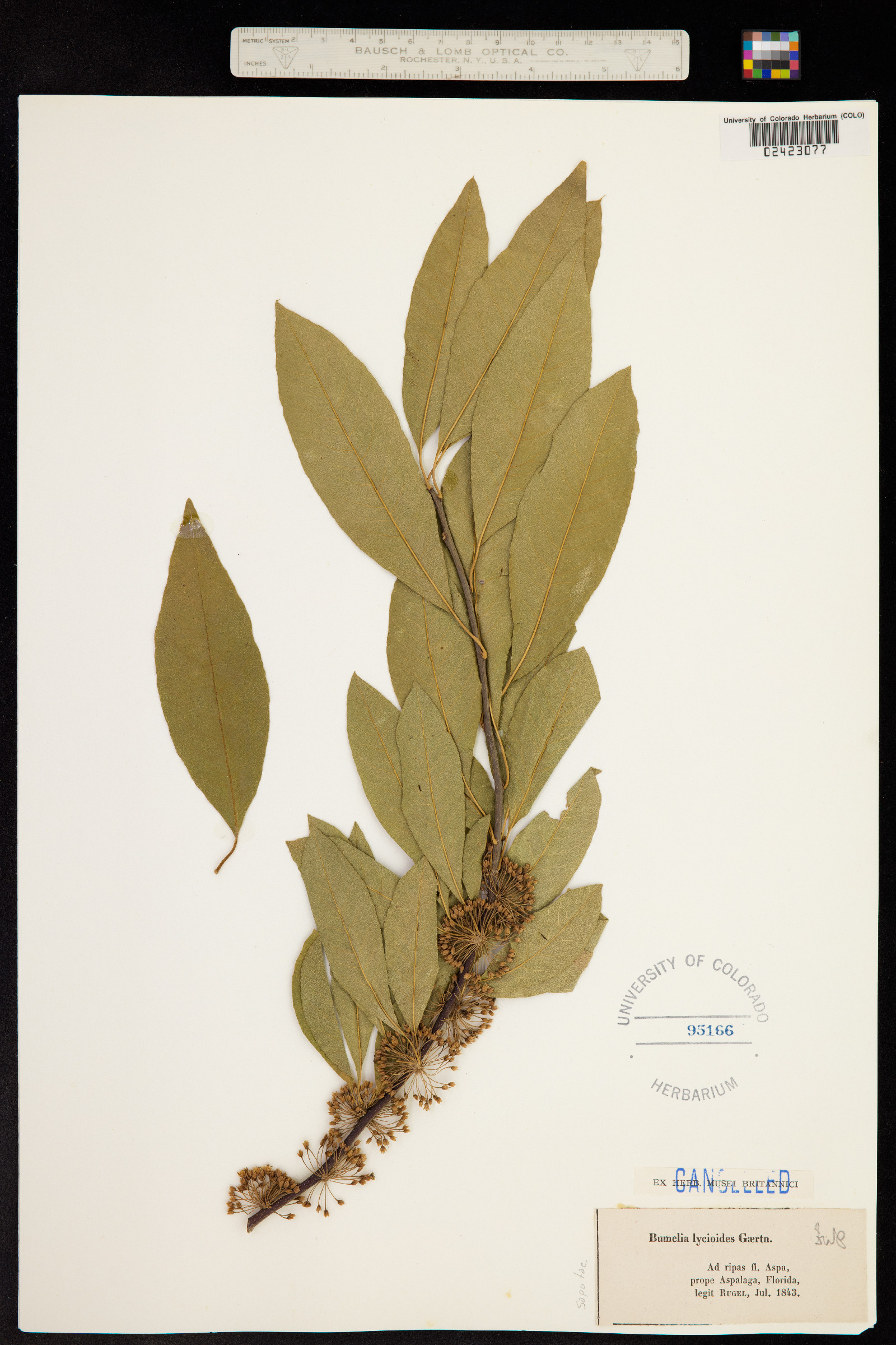 Sideroxylon lycioides image