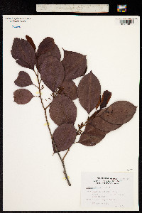 Image of Chrysophyllum cainito