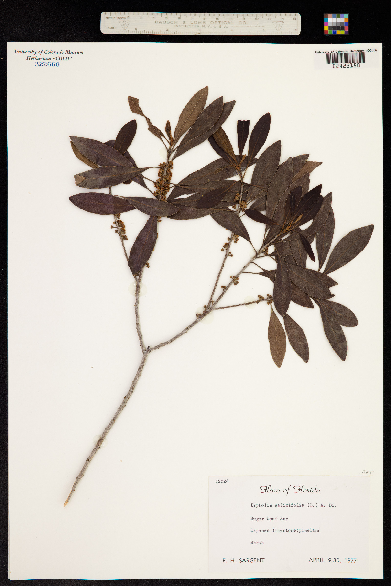 Sideroxylon salicifolium image