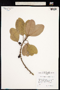 Image of Nesoluma polynesicum