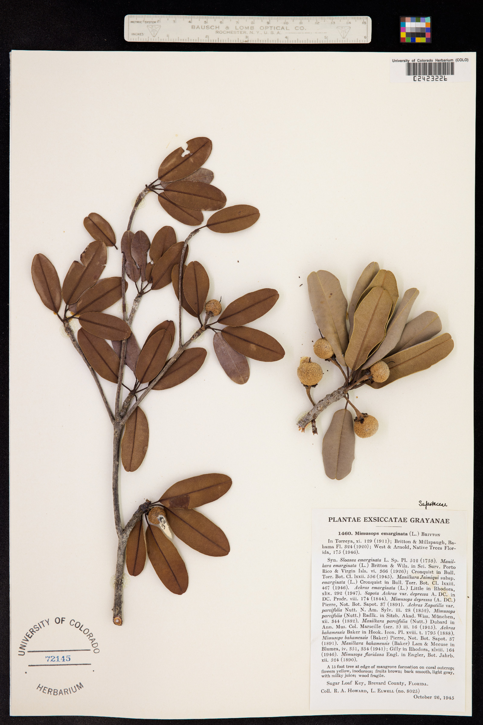 Manilkara jaimiqui ssp. emarginata image