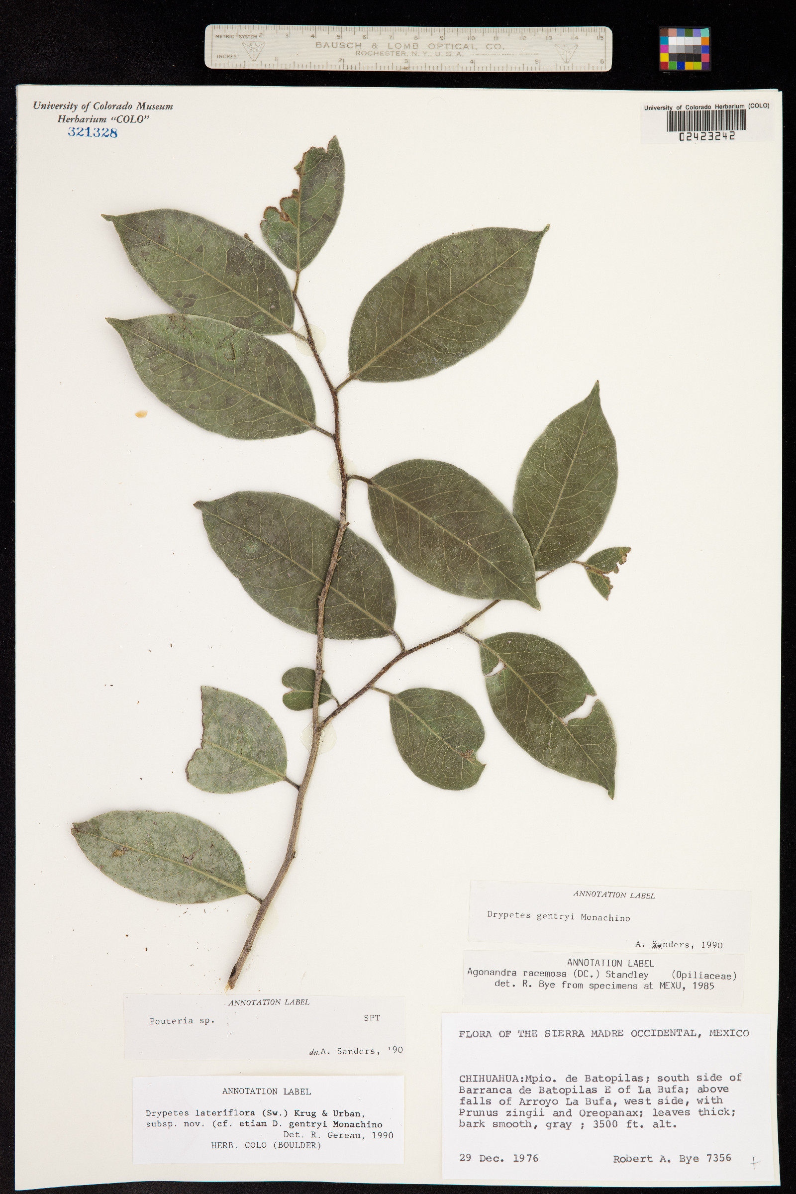 Pouteria image