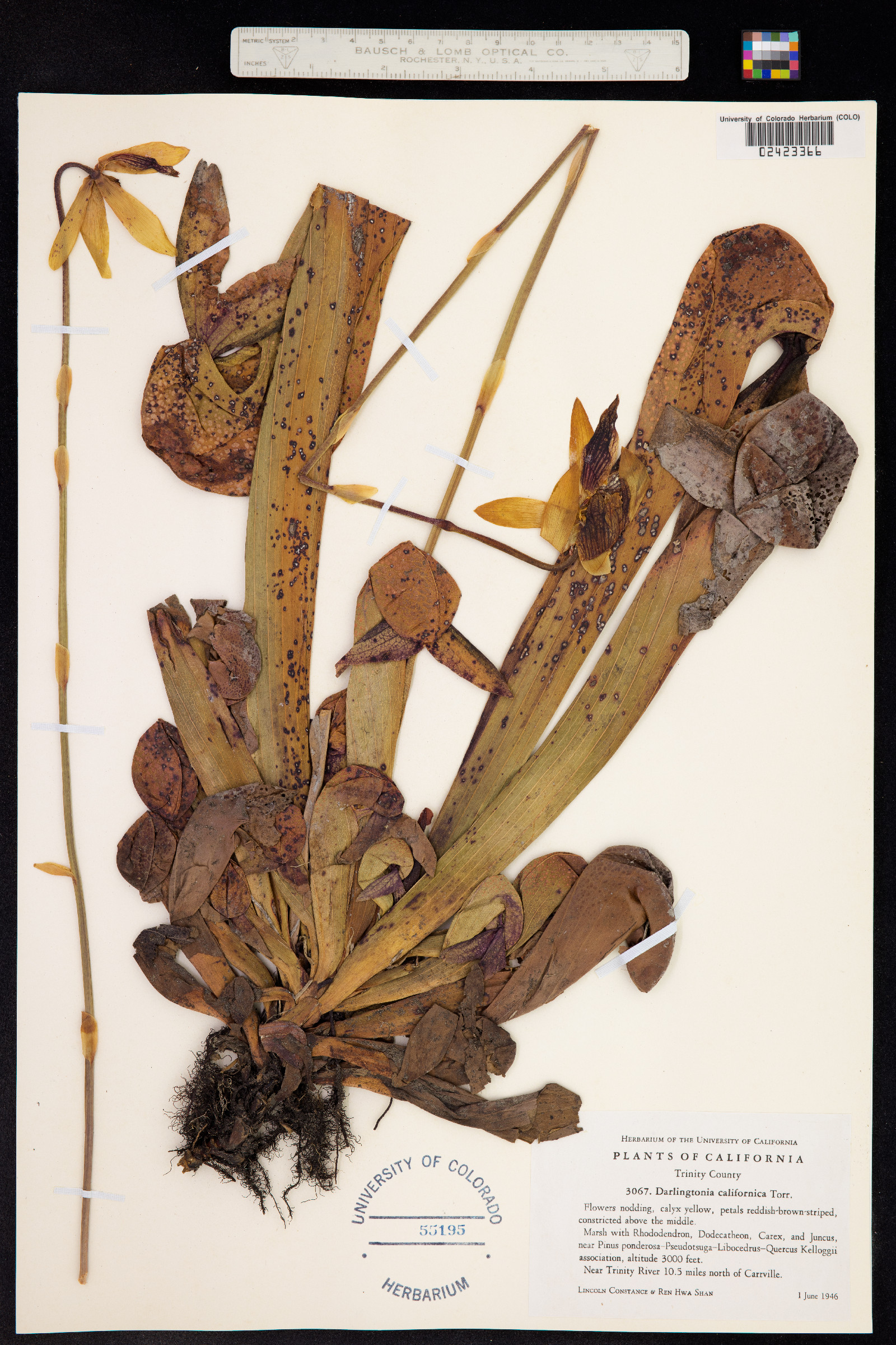 Darlingtonia californica image