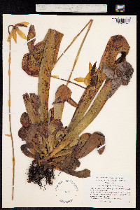 Image of Darlingtonia californica