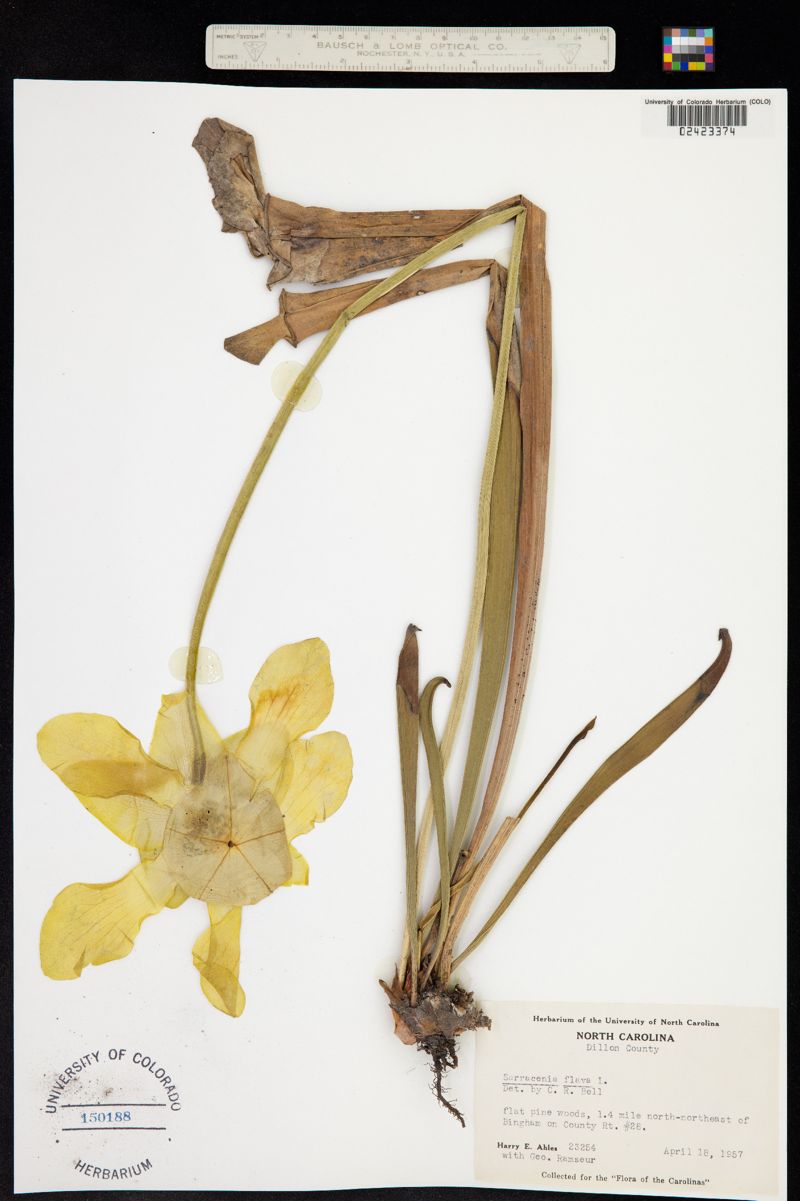 Sarracenia flava image