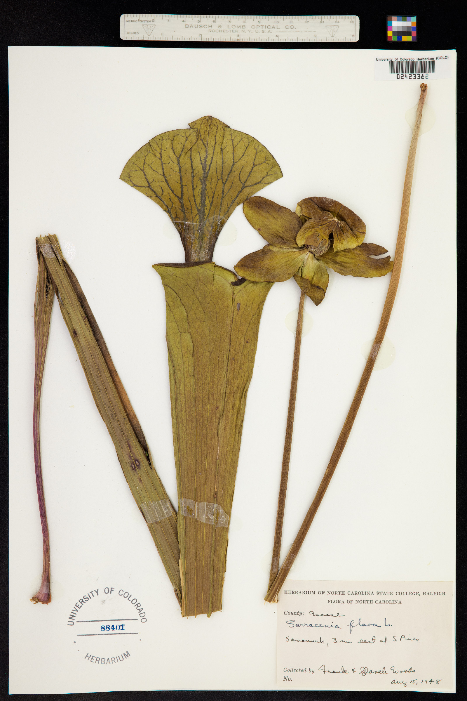 Sarracenia flava image