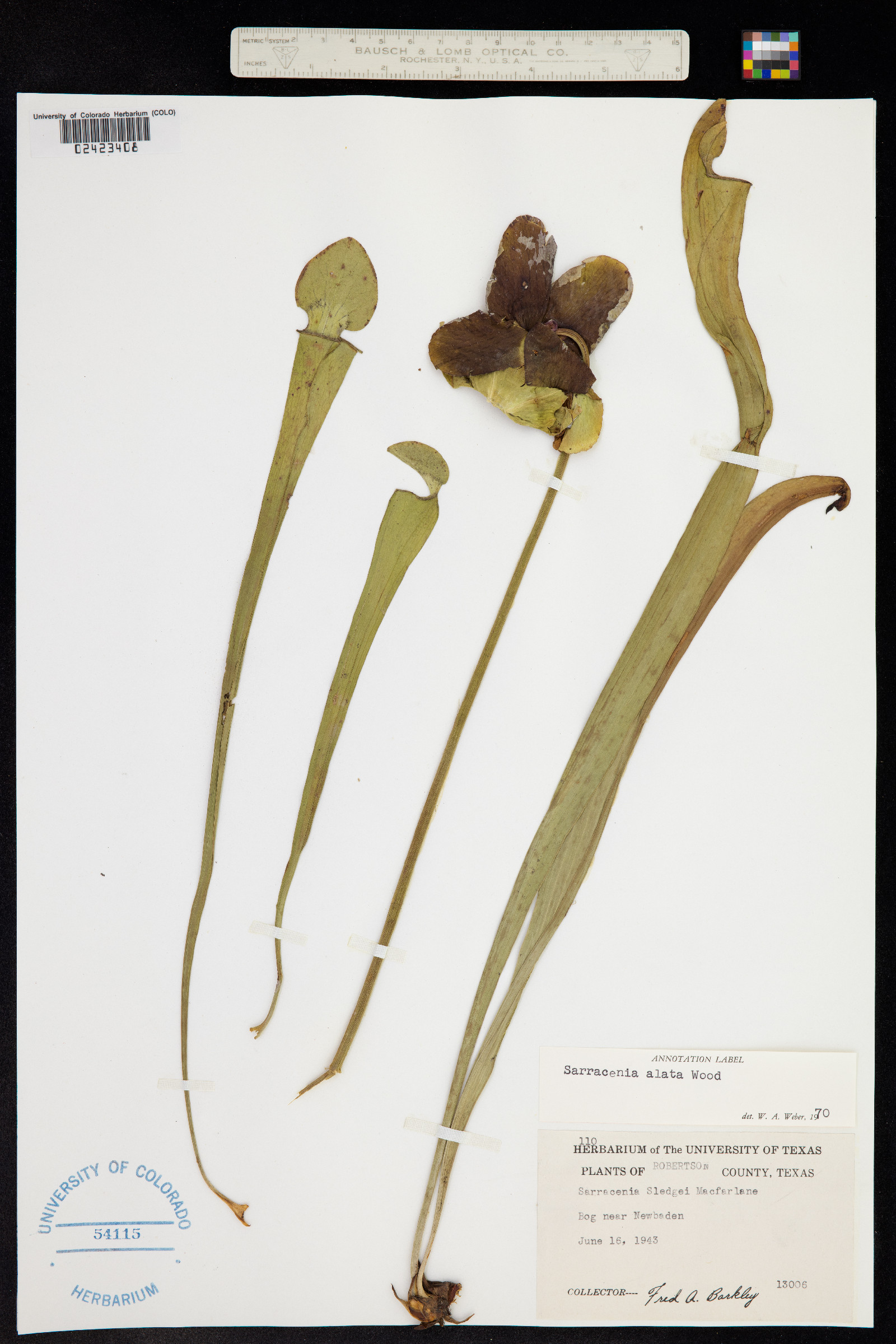 Sarracenia alata image