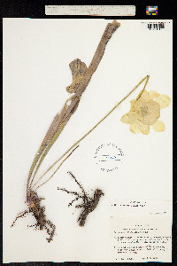 Image of Sarracenia alata
