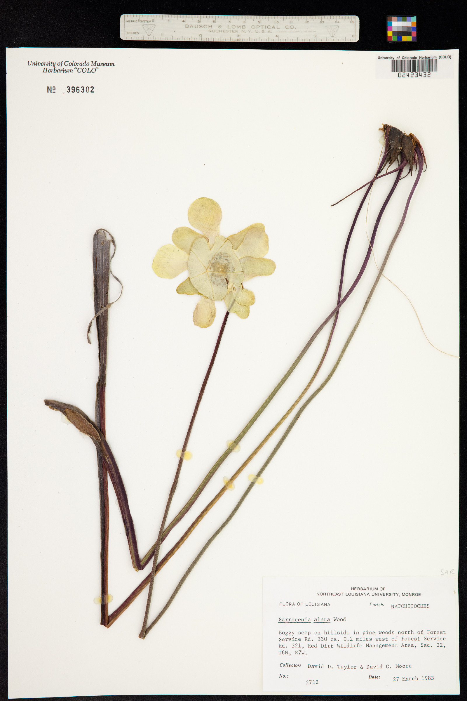 Sarracenia alata image