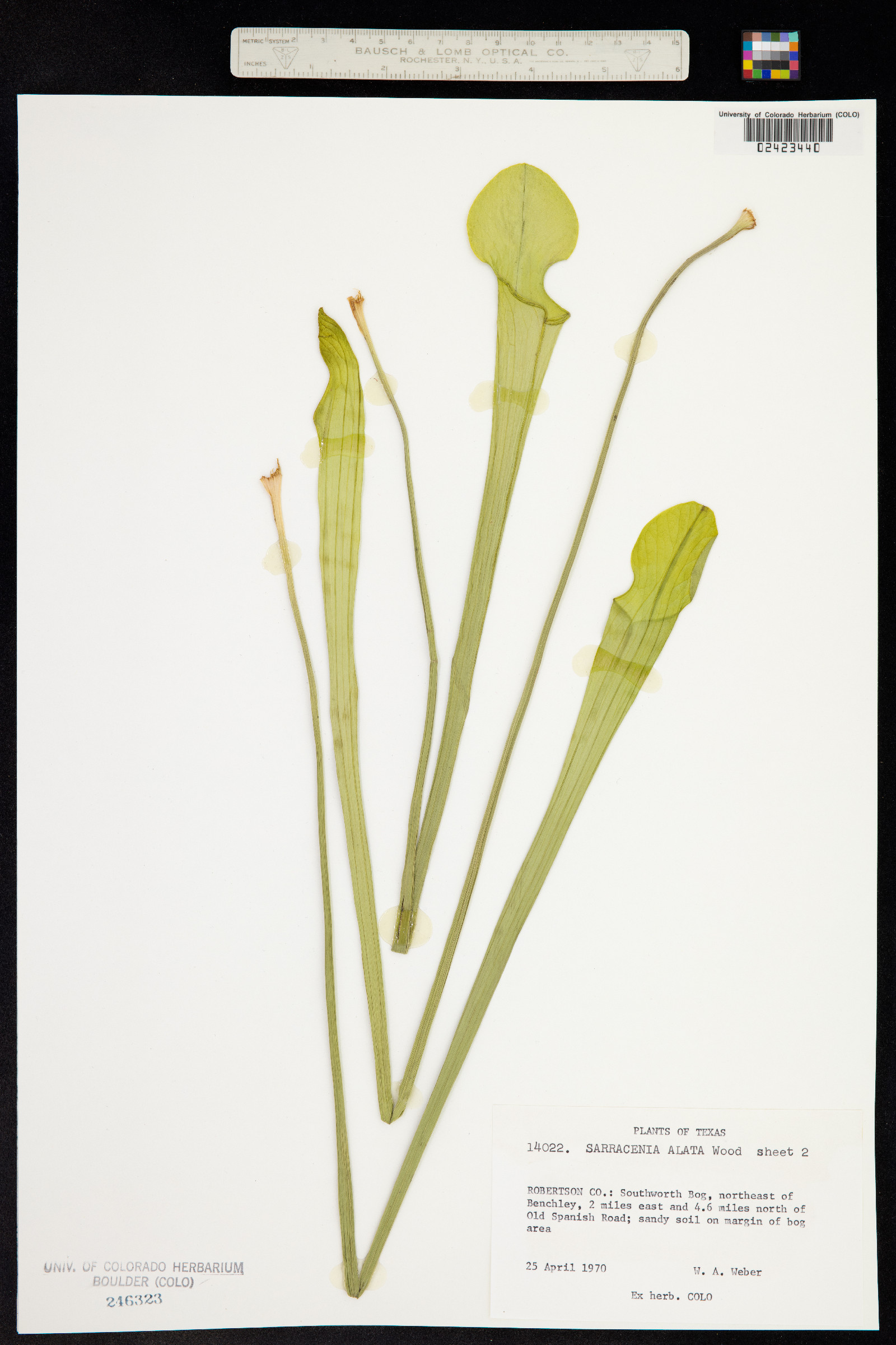 Sarracenia alata image