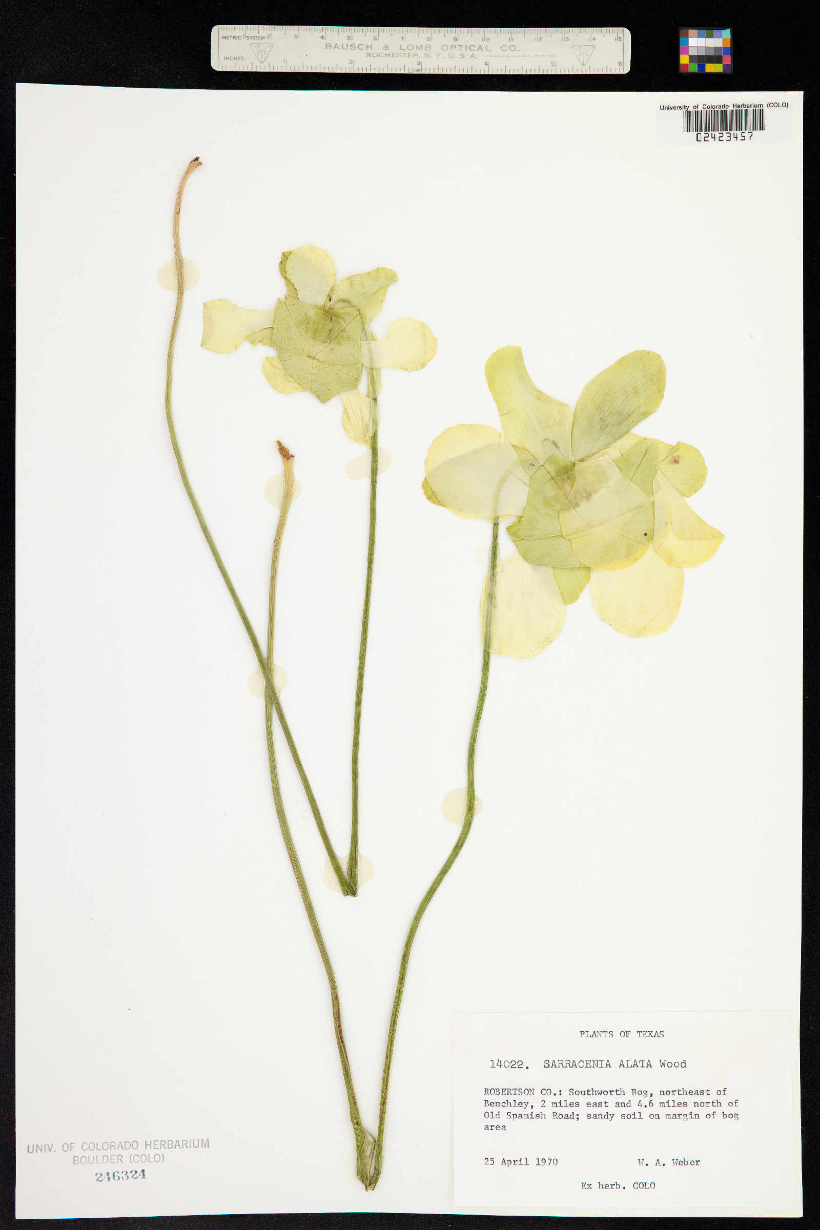 Sarracenia alata image