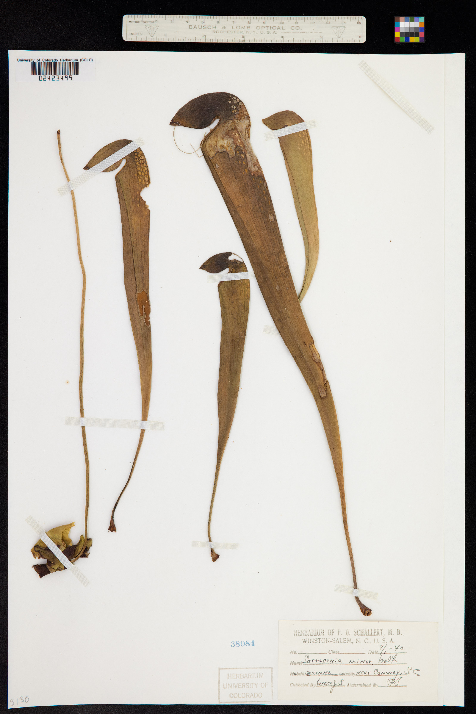 Sarracenia image